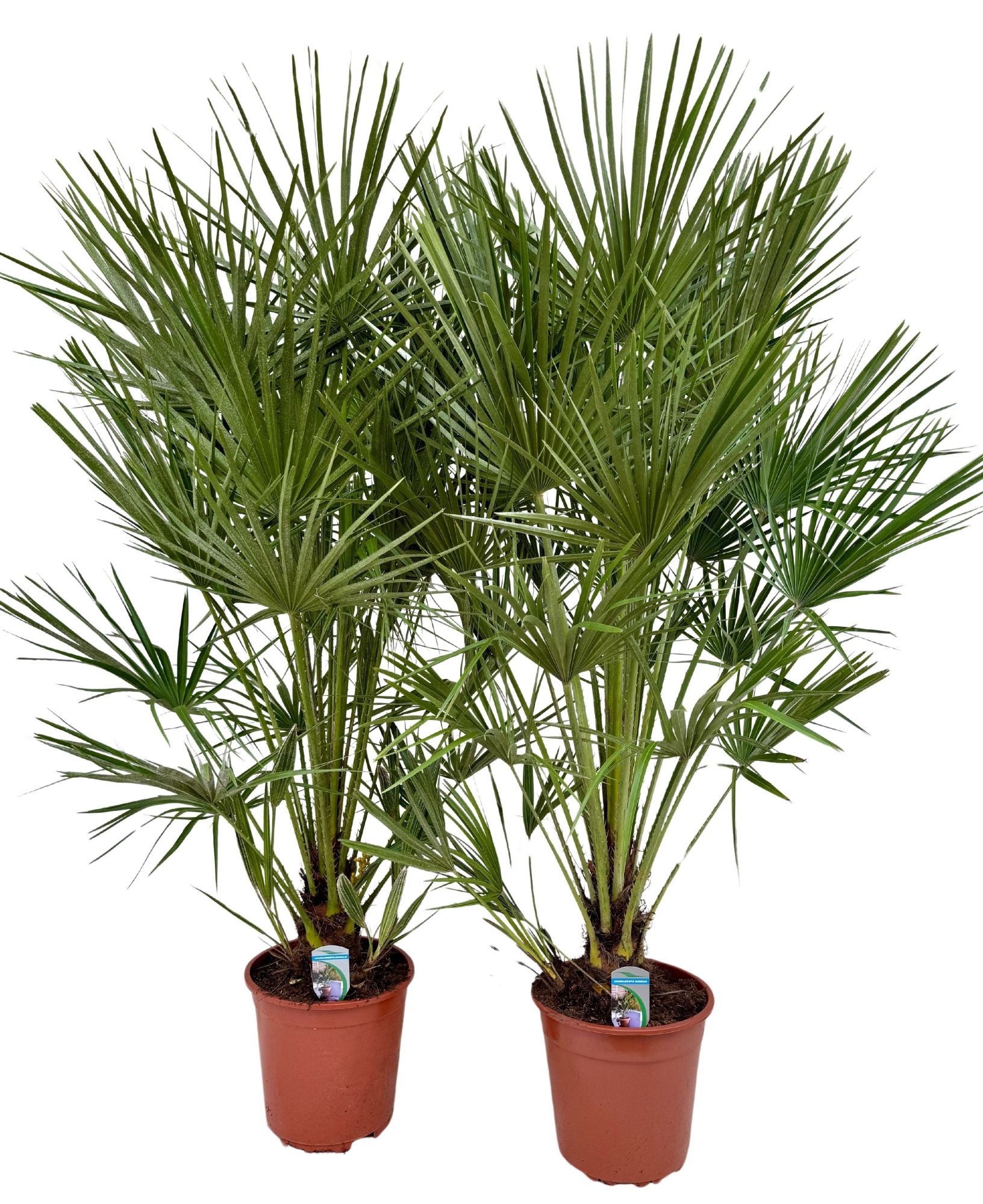 Chamaerops humilis P26, D 26 cm