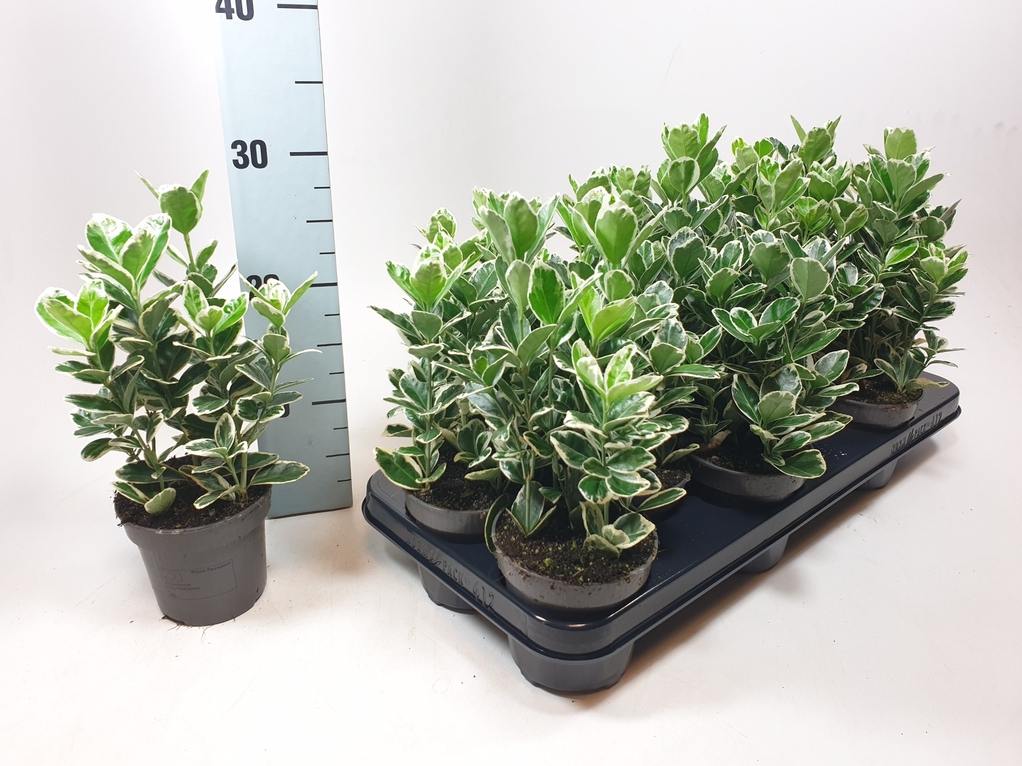 Euonymus jap. Kathy 10.5 cm, D 10,5 cm