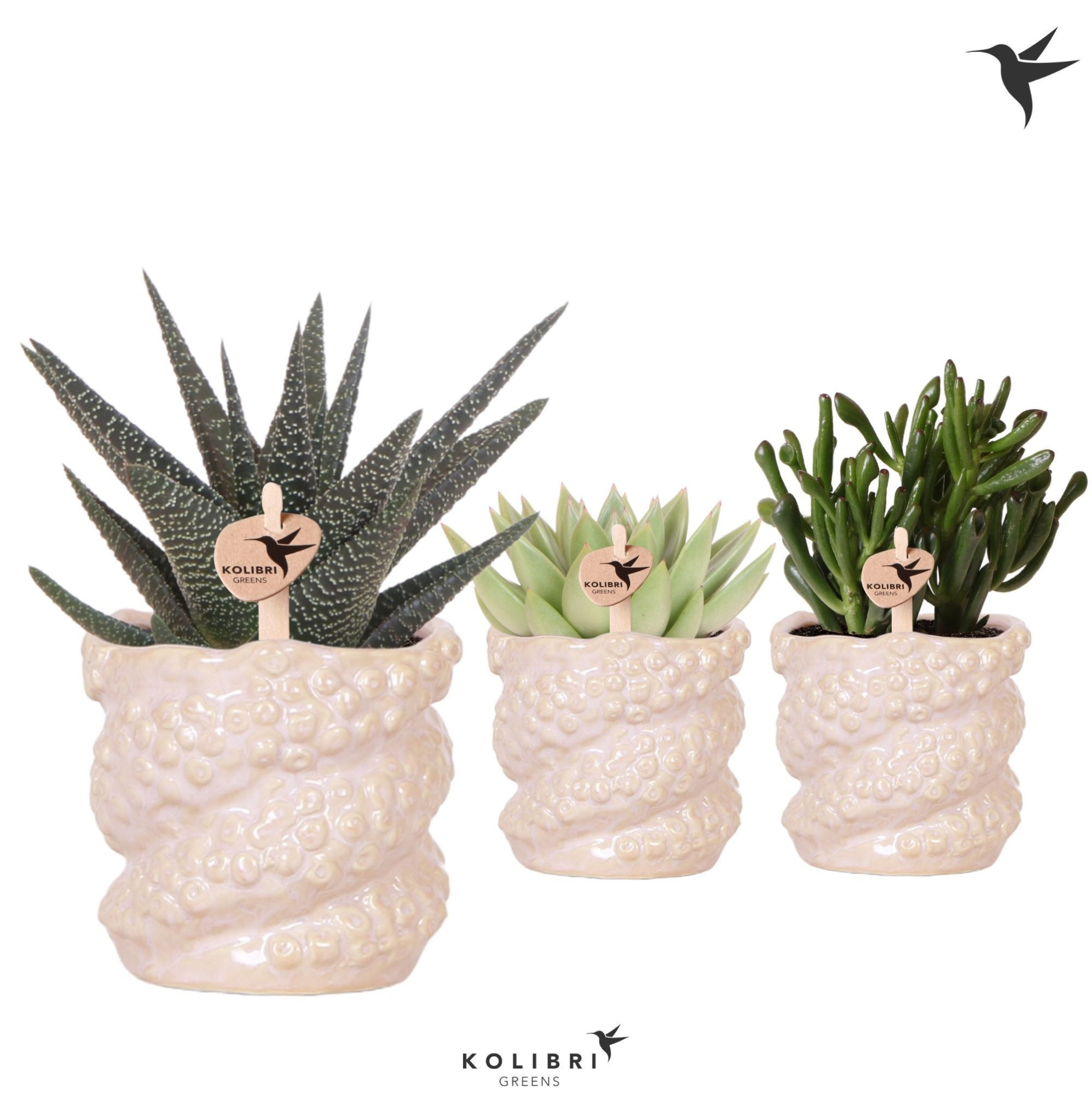 Kolibri Greens Succulenten mix in Octopus pot, D 9 cm