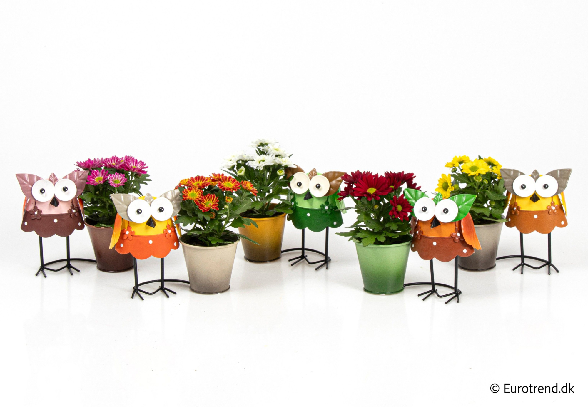 Chrysanthemum in owl metal pots - Spring, Summer & Autumn 2025, D 6 cm