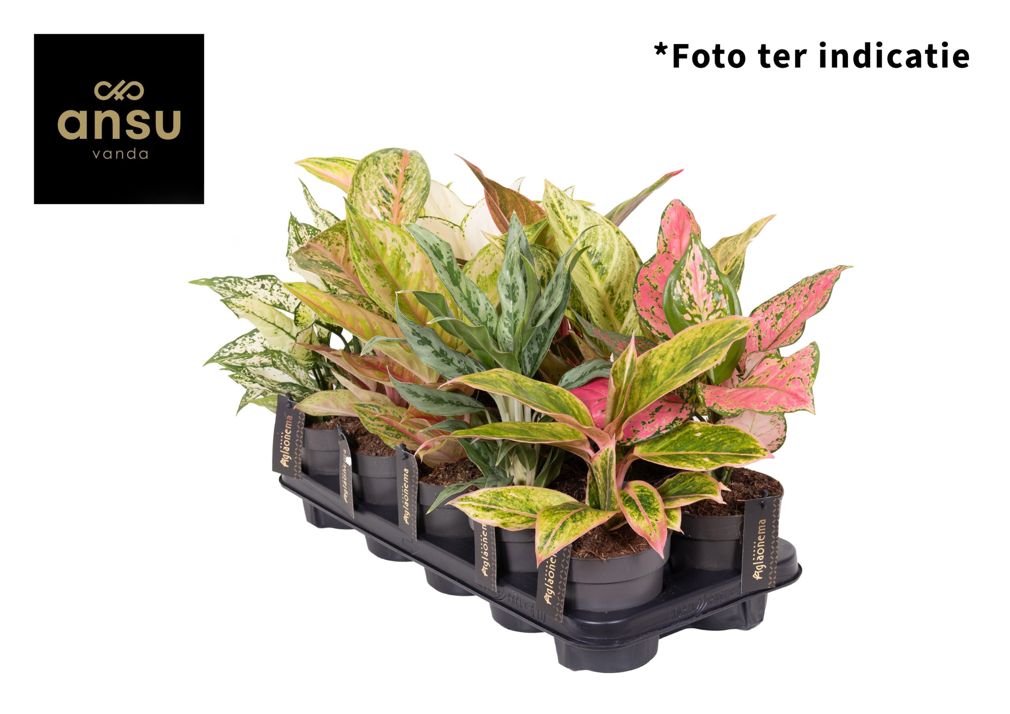 Aglaonema Mix Exclusive P12, D 12