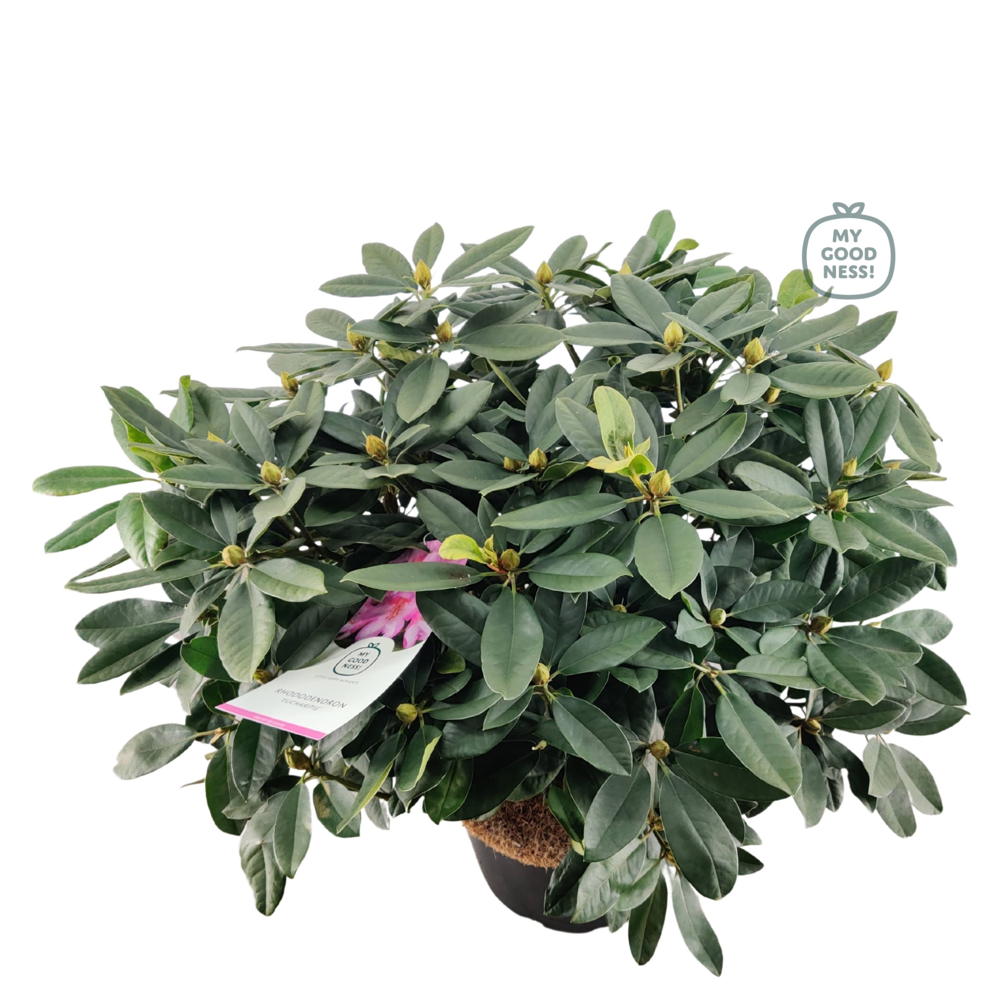 Rhododendron 100cm /25 liter 'Eucharitis', D 38 cm