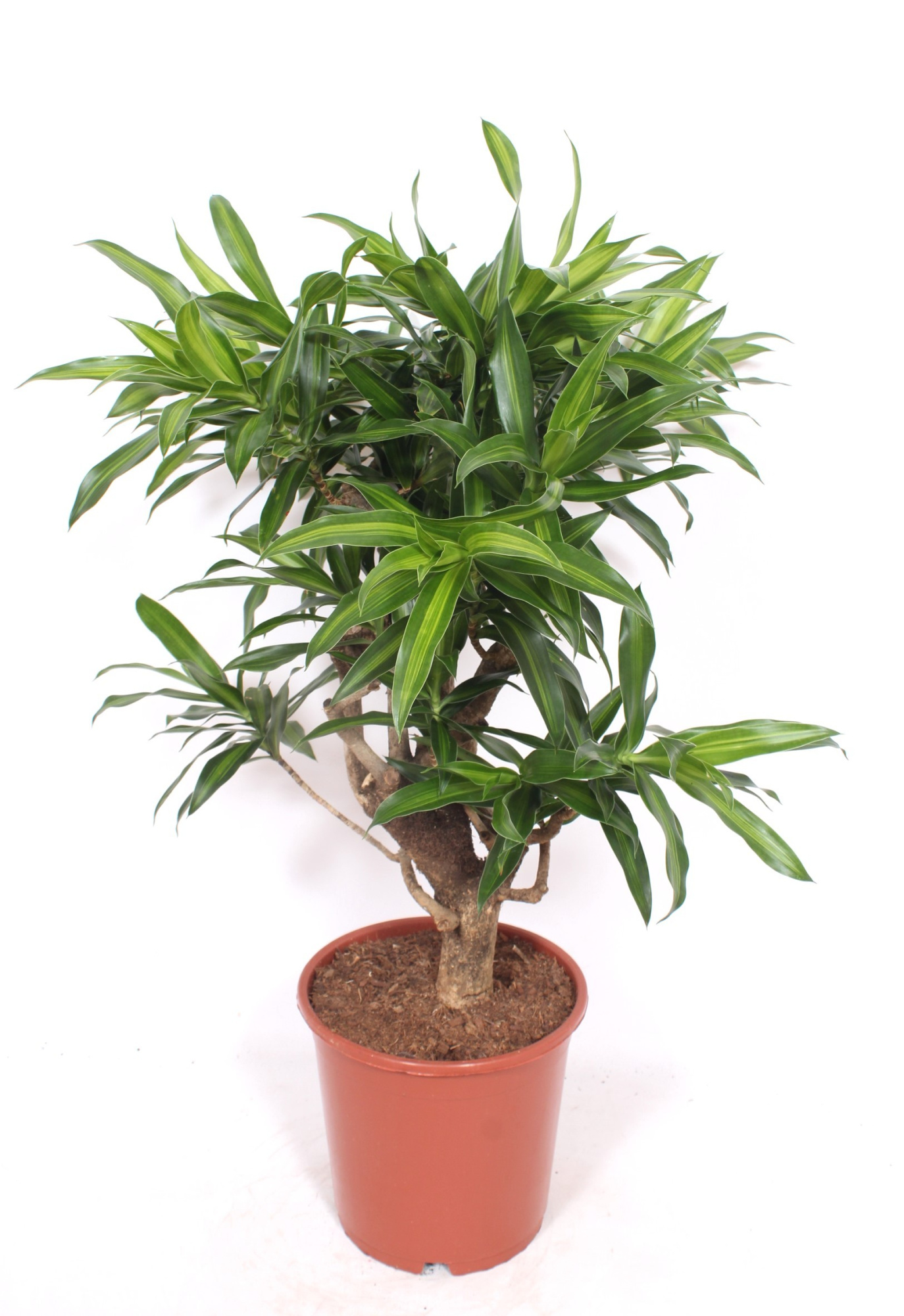 Dracaena Song of Jamaica, D 24 cm