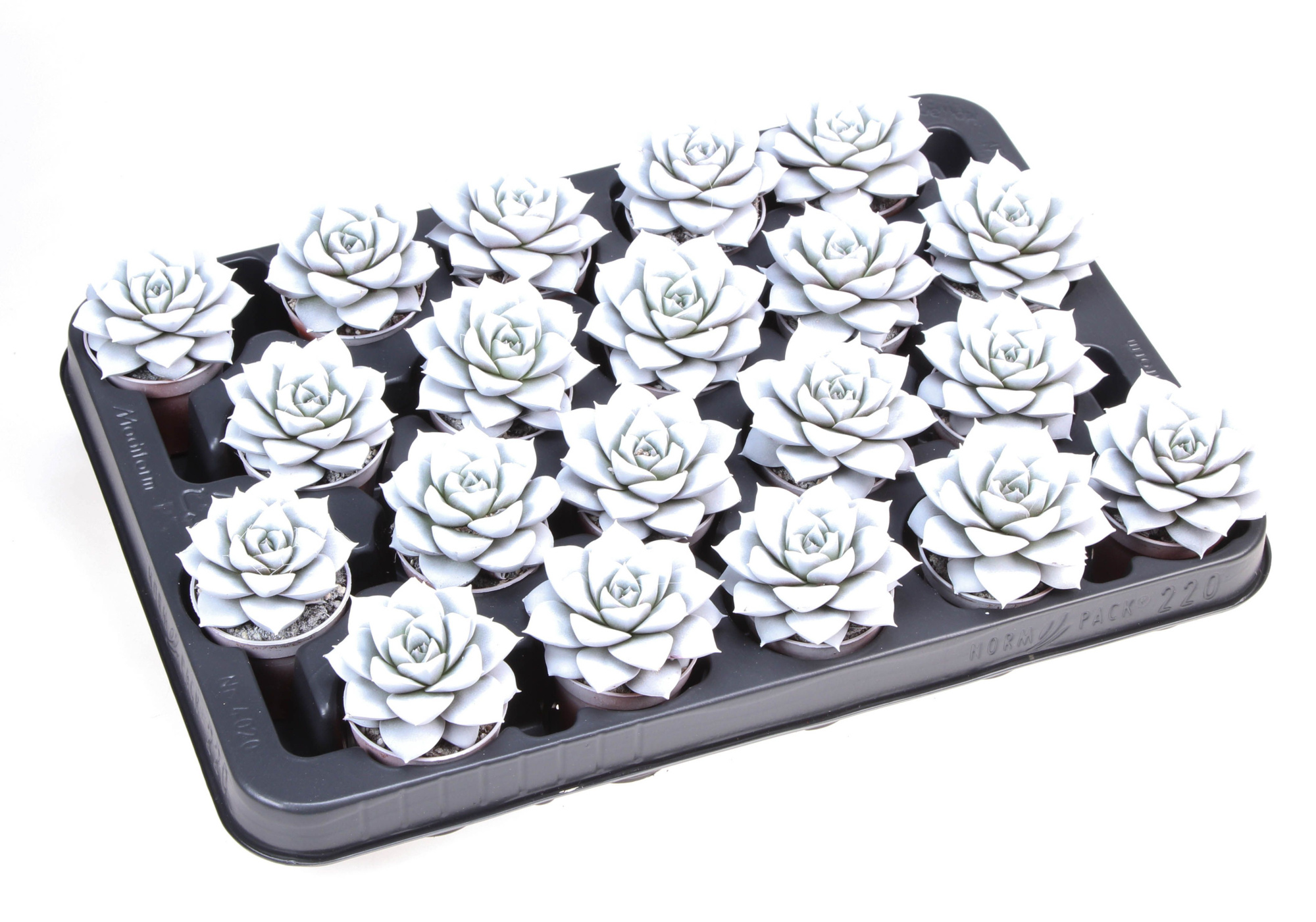 Rainbow purper white, D 5,5