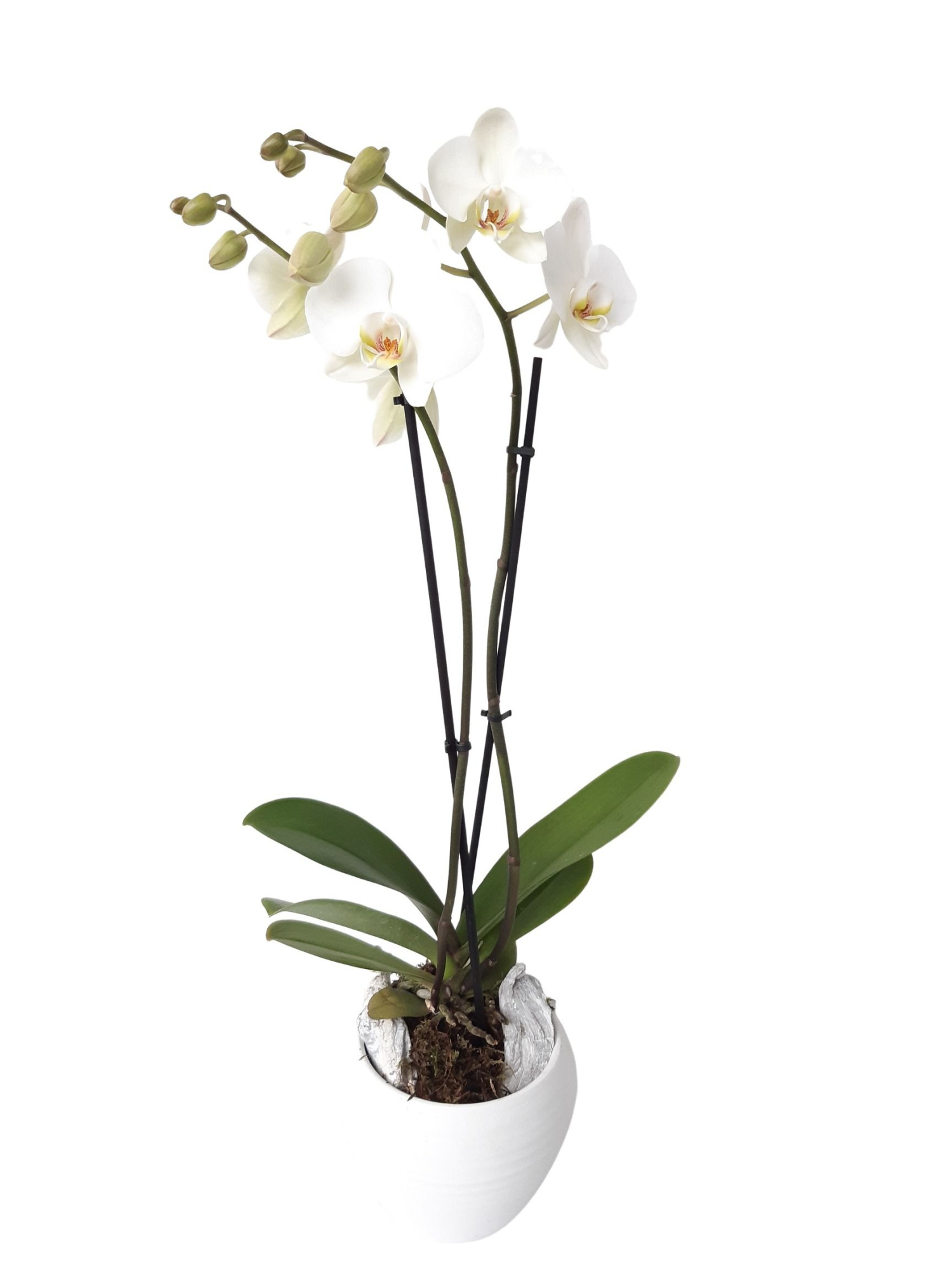 WHI19PHA Ovale scratch pot wit + phal 18+ wit, D 16