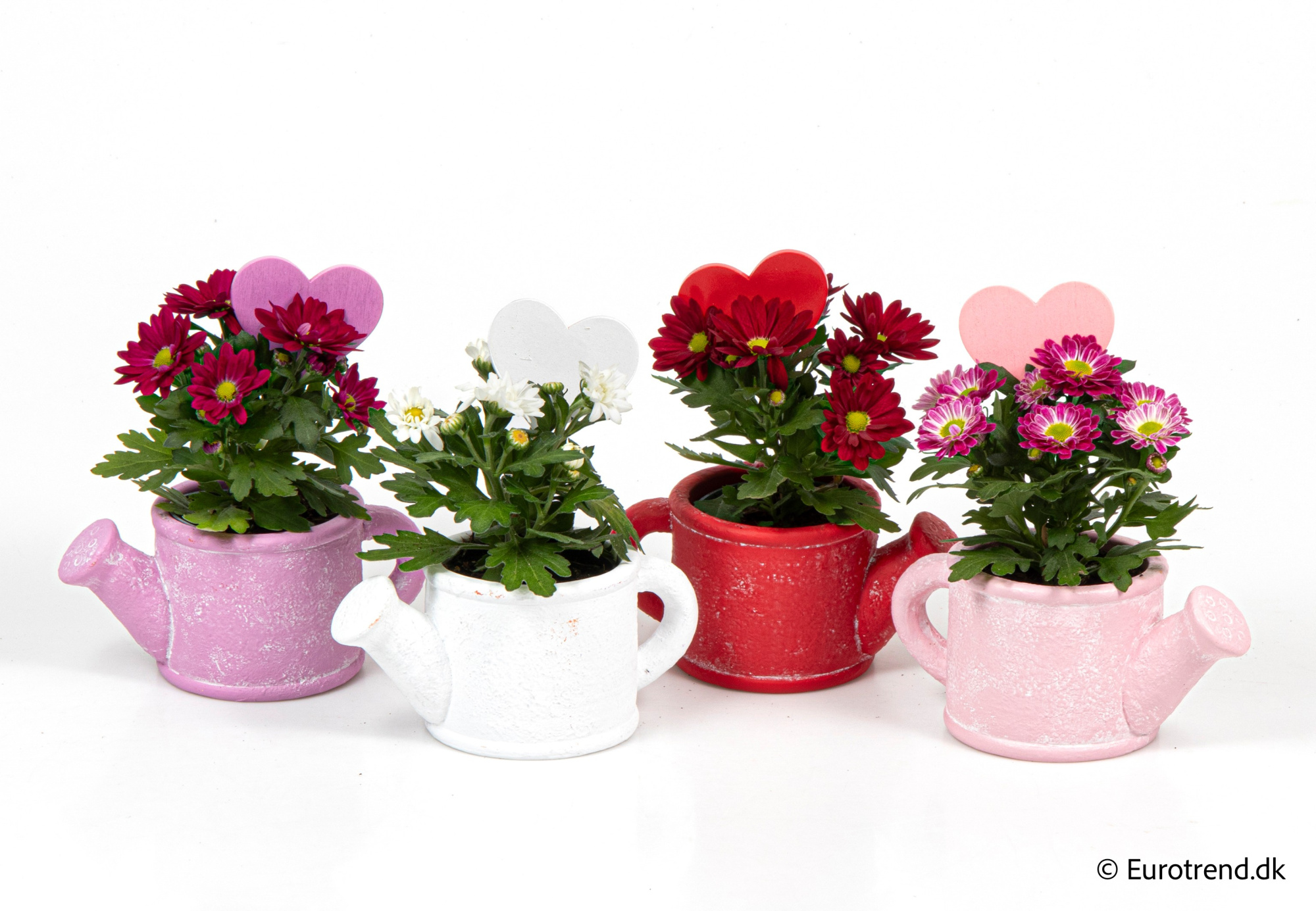 Chrysanthemum in Valentine ceramic 2026, D 6