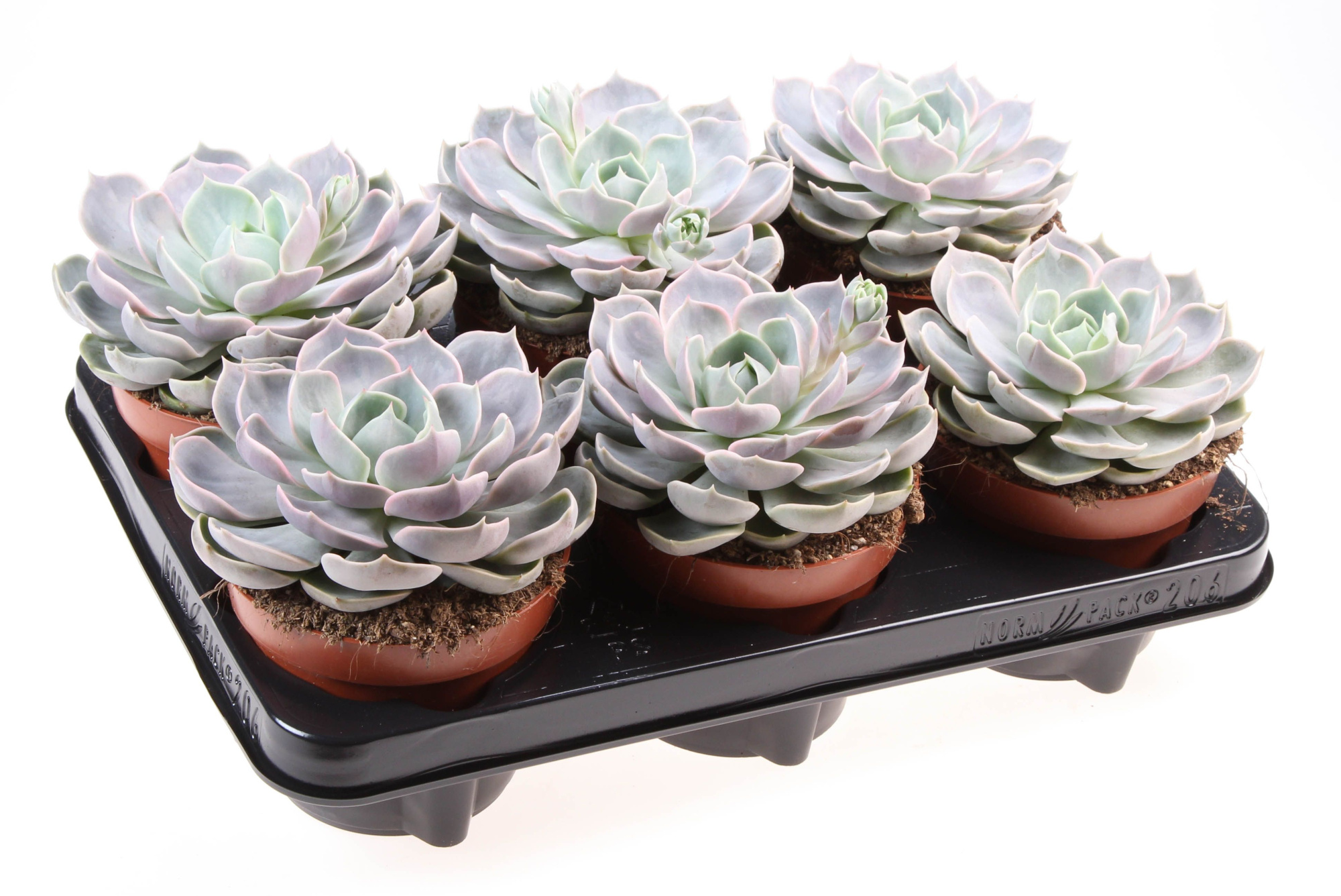 Echeveria Lotus, D 12