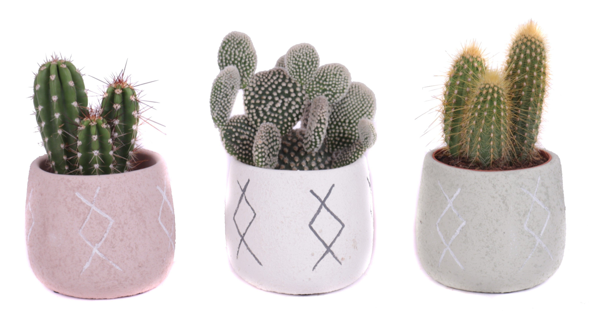 Cactus mix 8,5 cm in tuvalu pot, D 10 cm