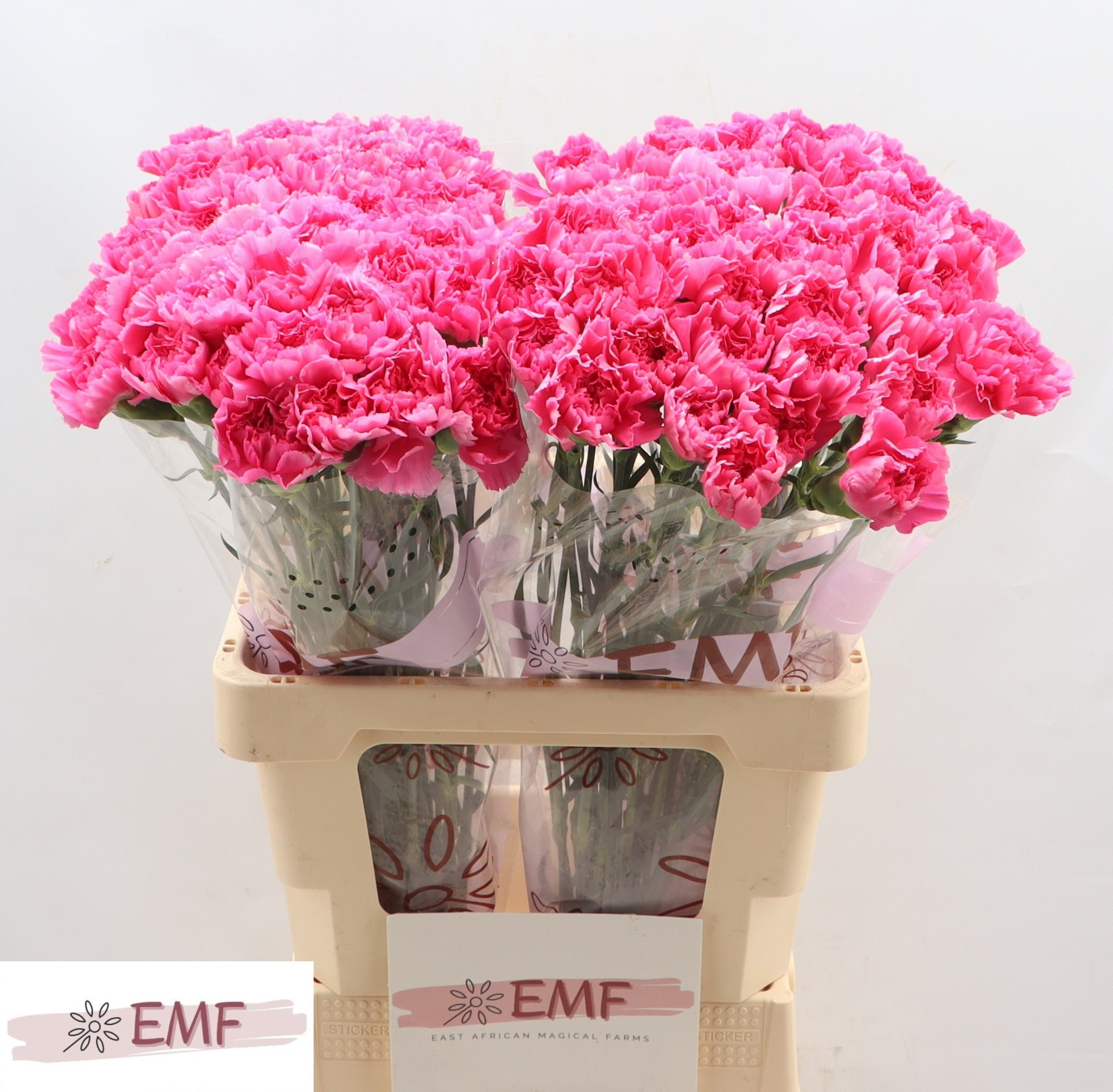 Диантус од. Тоник Голем, шт.