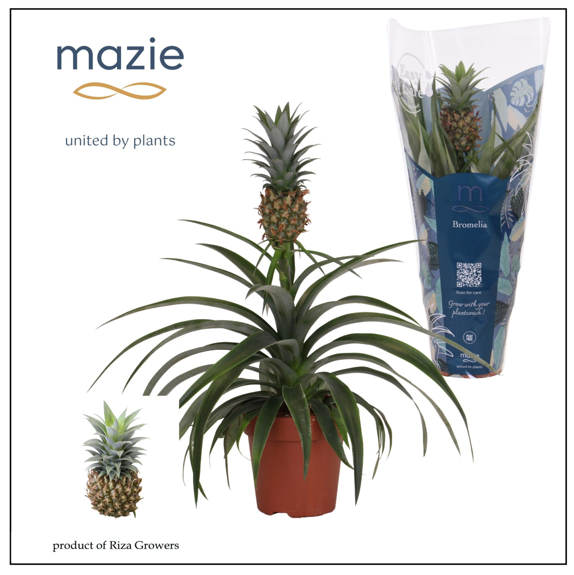 Ananas Mi Amigo - 12cm | Mazie, D 12