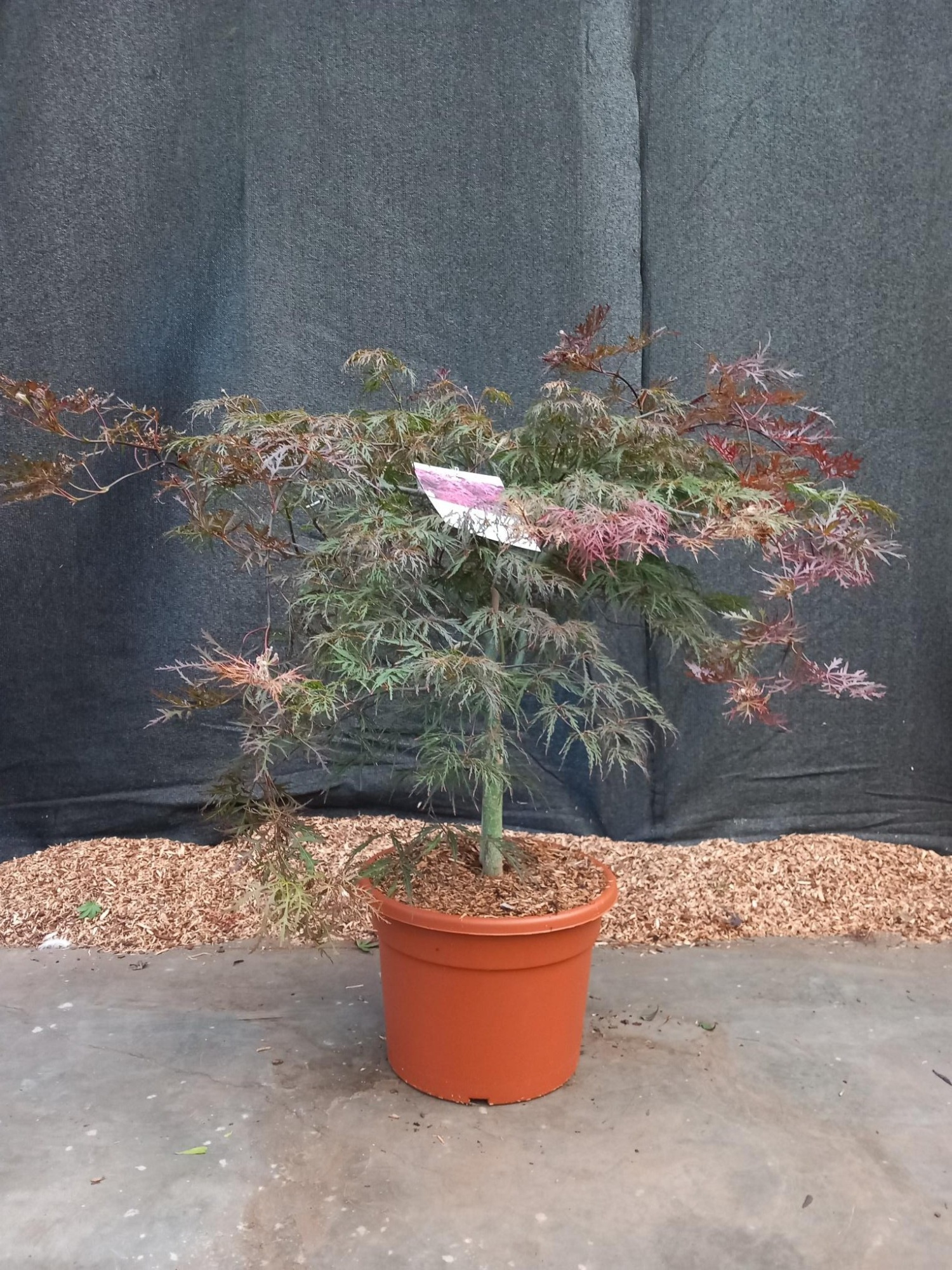 Acer palmatum Inaba-Shidare, D 32 cm