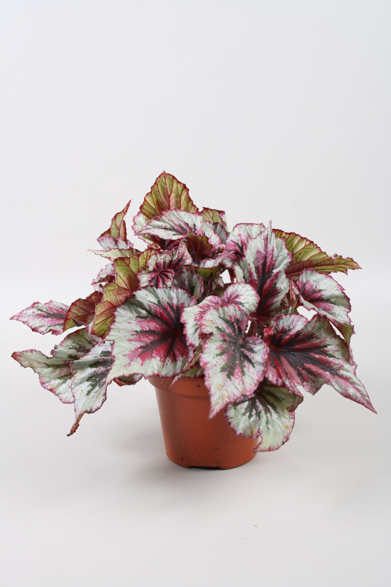 Begonia Beleaf Evening Glow, D 12