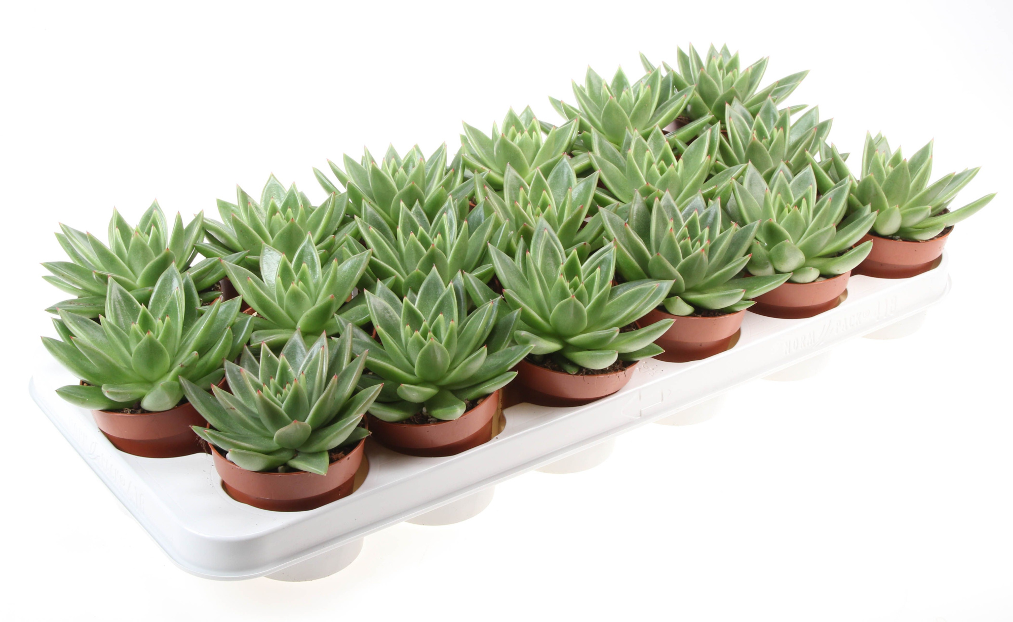 Echeveria Miranda, D 8,5 cm