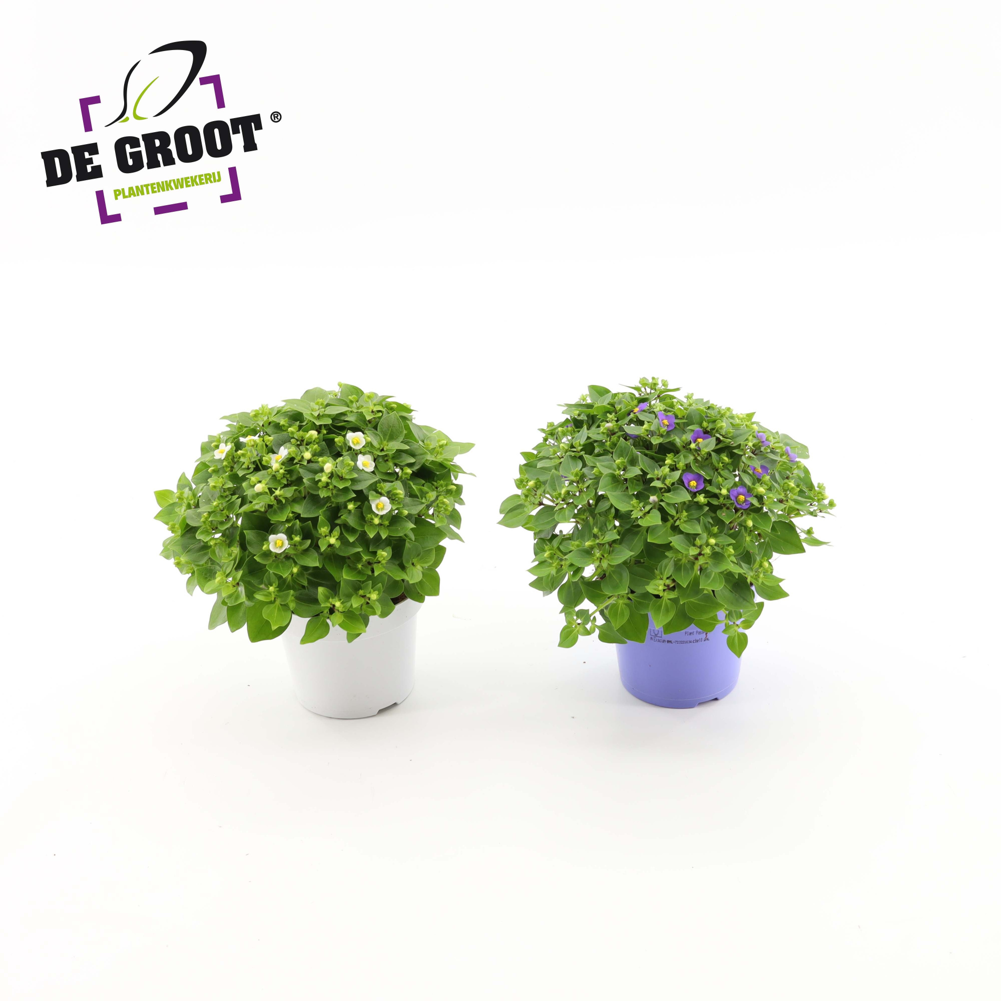 Exacum affine mix, D 12