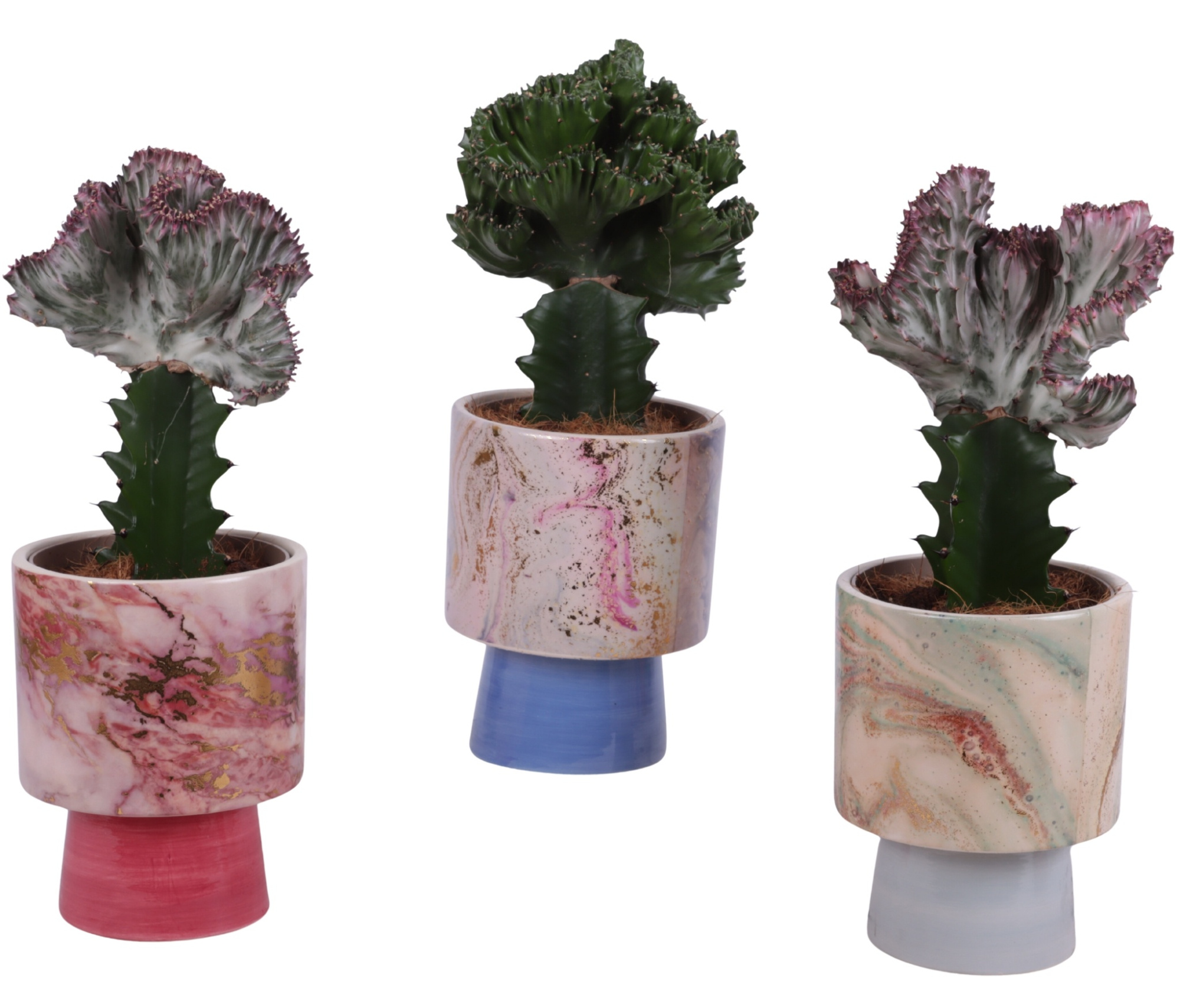 Cactus mix Euphorbia l. Ø12cm in Ø14cm Ceramic FB676, D 14