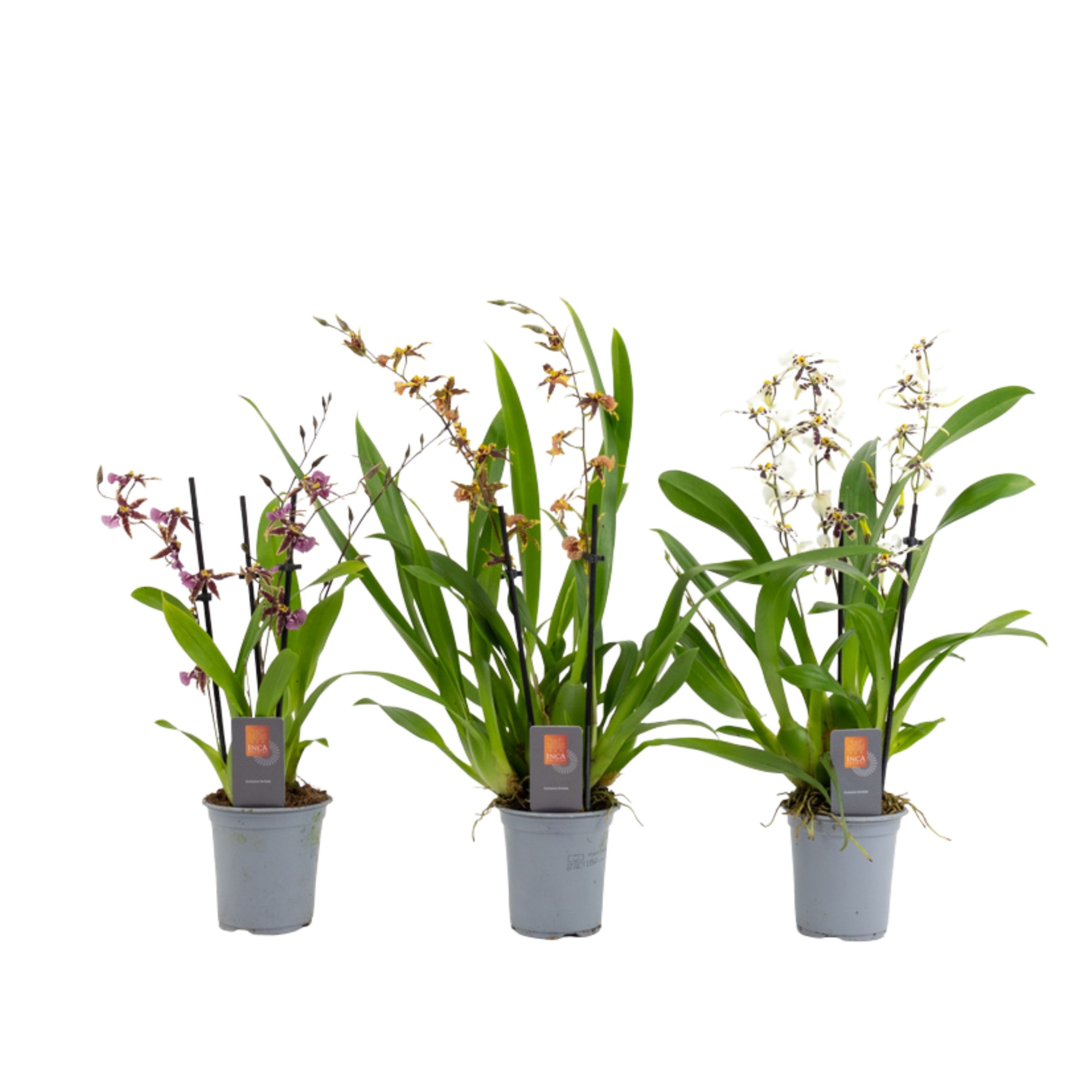 Inca Oncidium 4+ spike 9cm, D 9