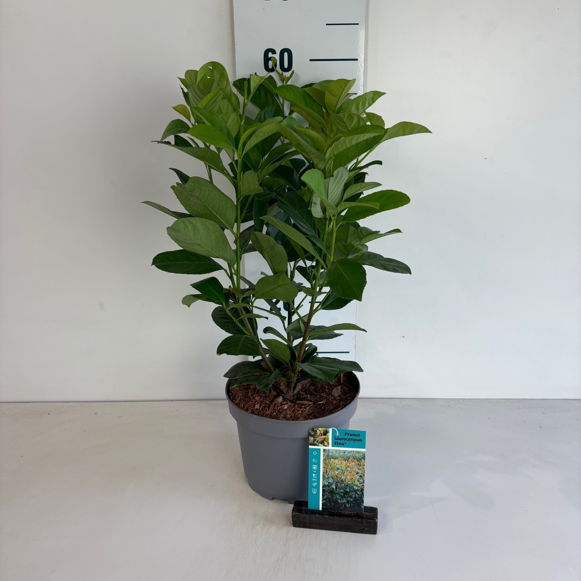 Prunus laurocerasus Etna, D 20 cm