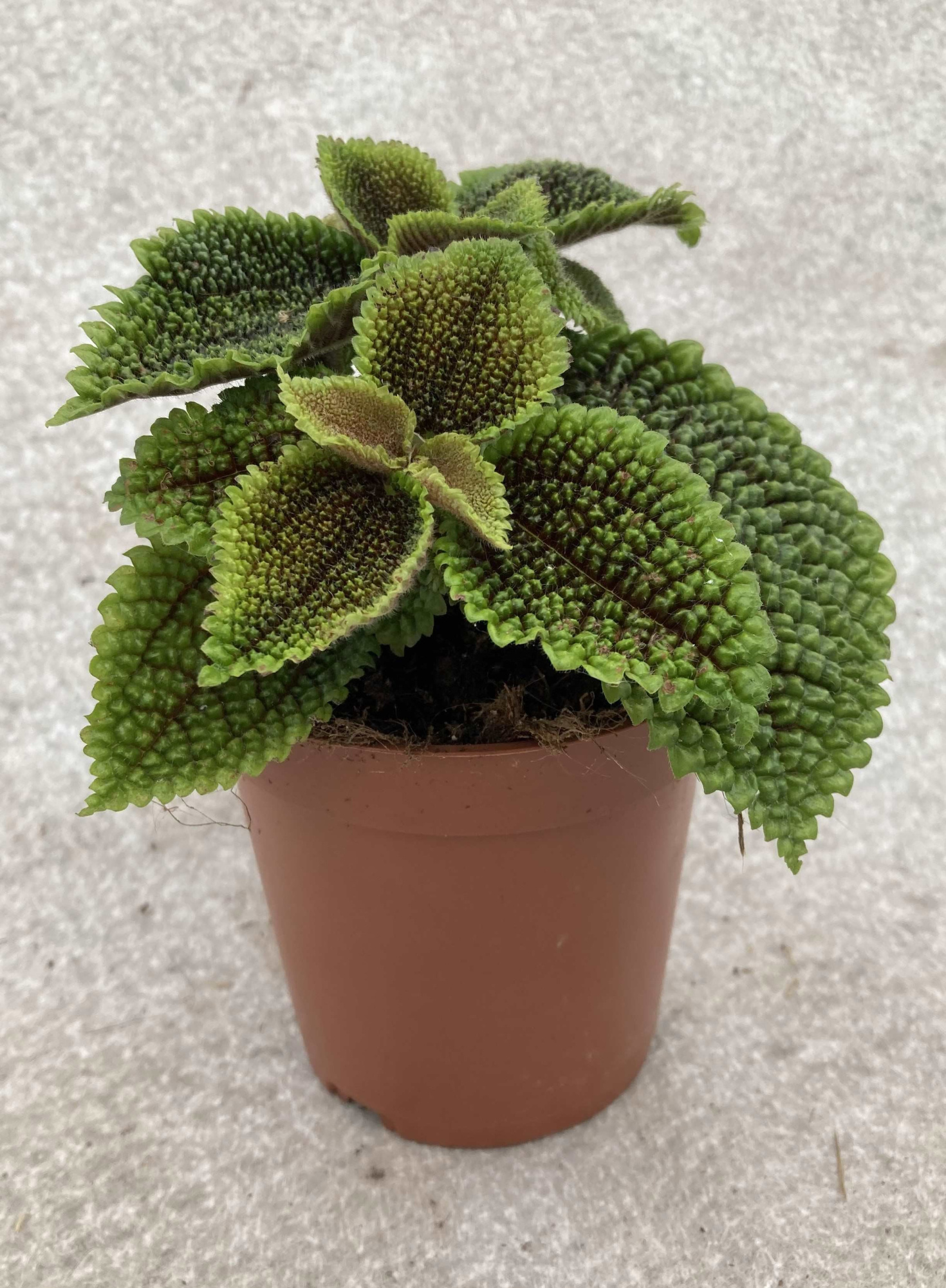 PILEA HYBRID 'Moon valley', D 11