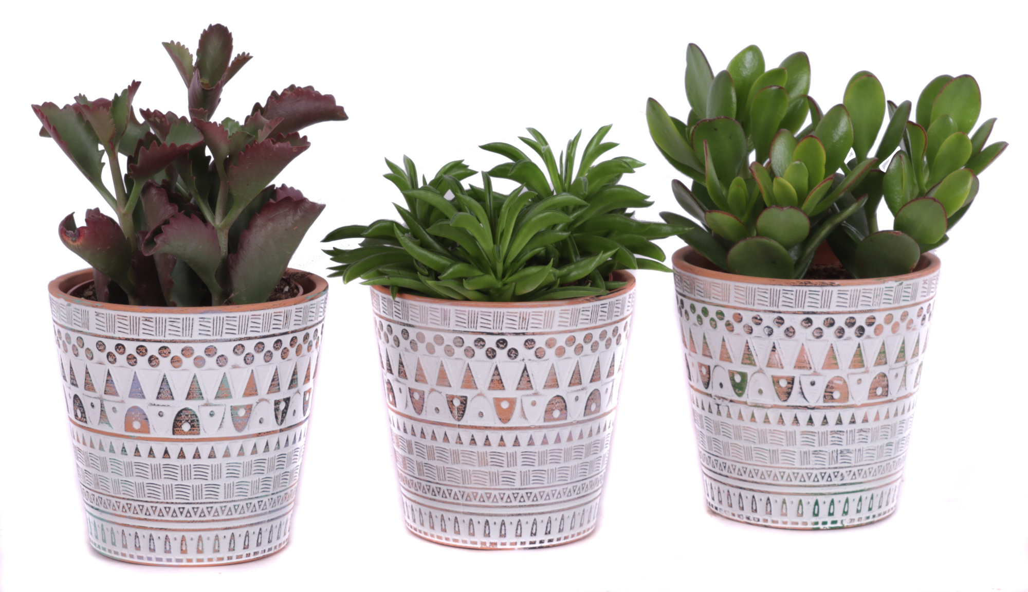 Succulenten mix Ø12cm in Ø14cm Ceramic Pot Inca, D 14