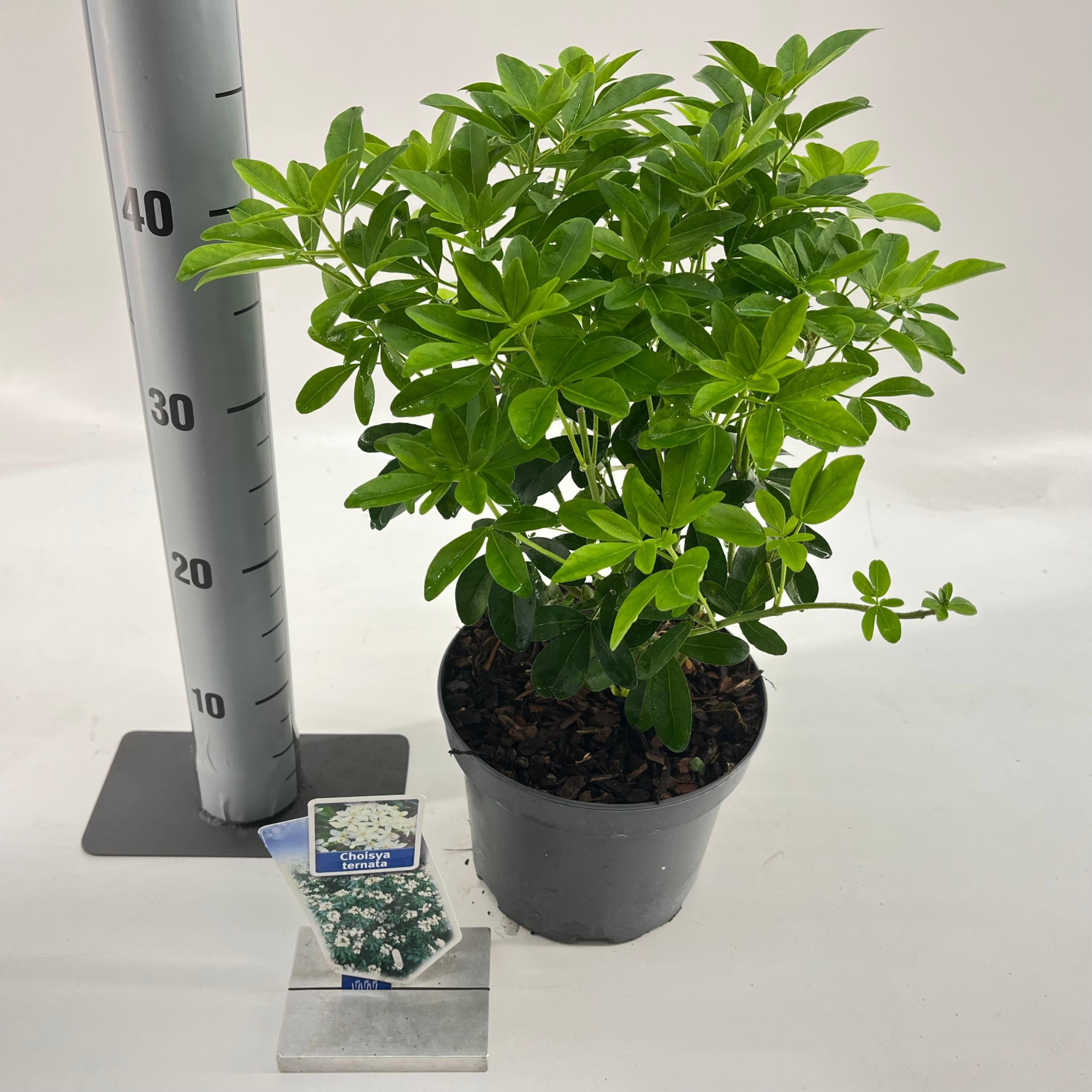 Choisya ternata, D 19 cm