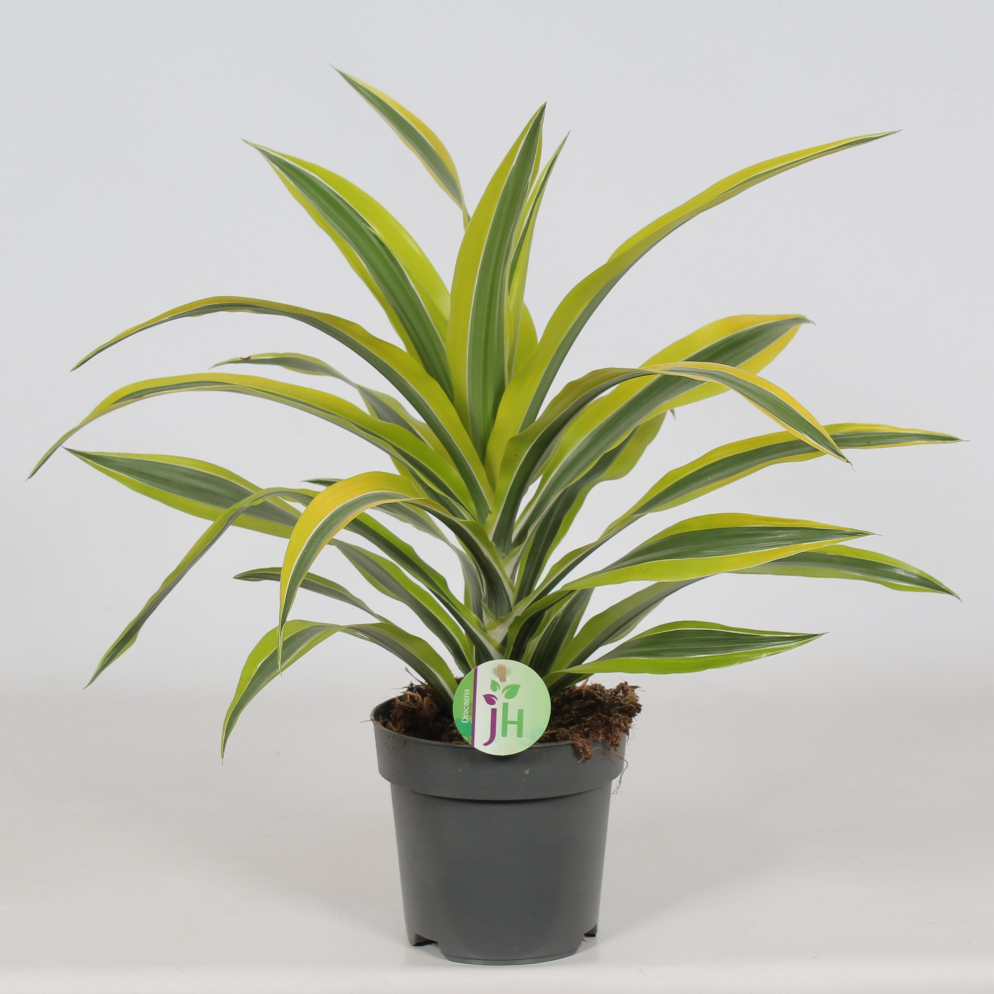 Dracaena 'Lemon Lime', D 17 cm