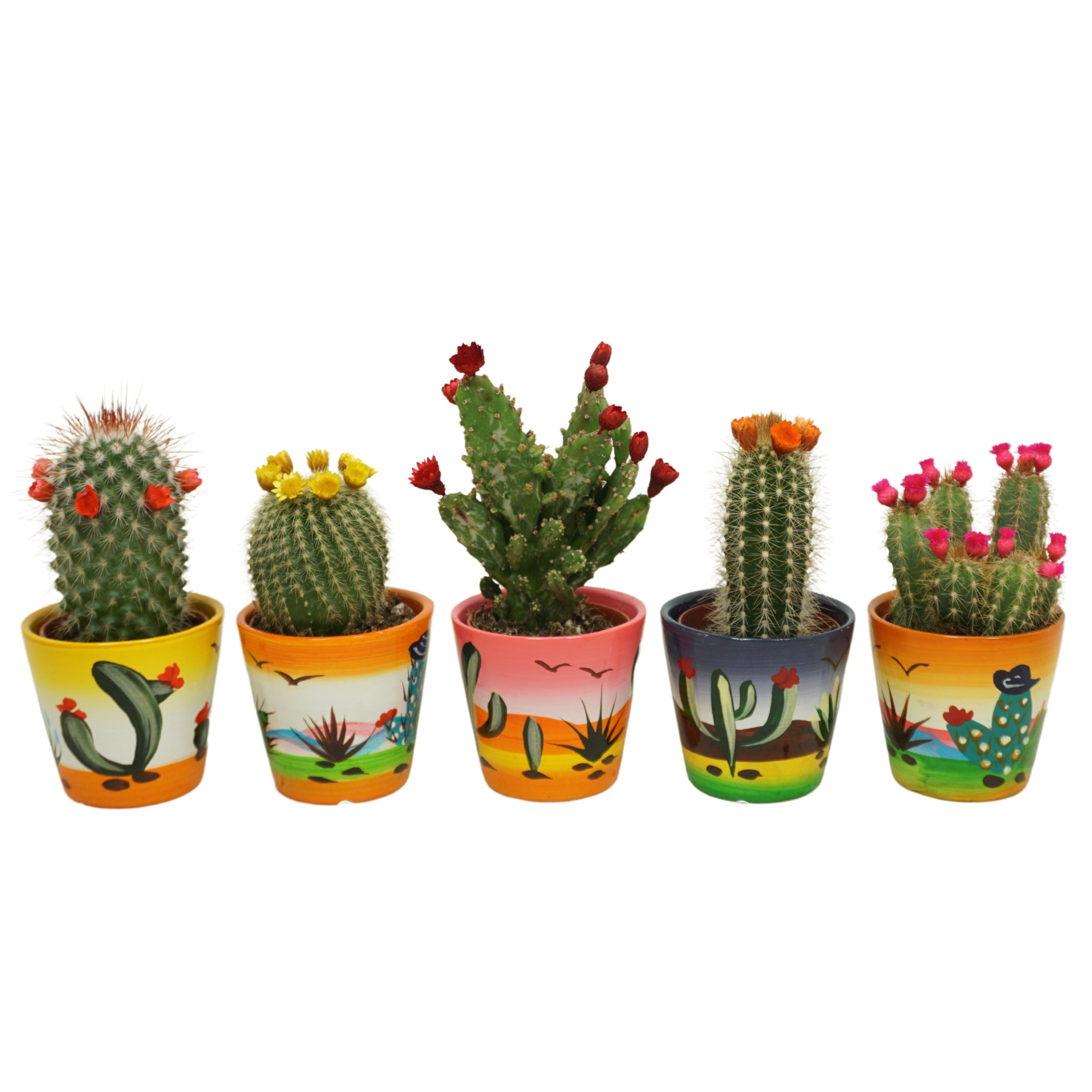 Cactus mix strobloem in 6 cm 'Decorpotje', D 5,5 cm