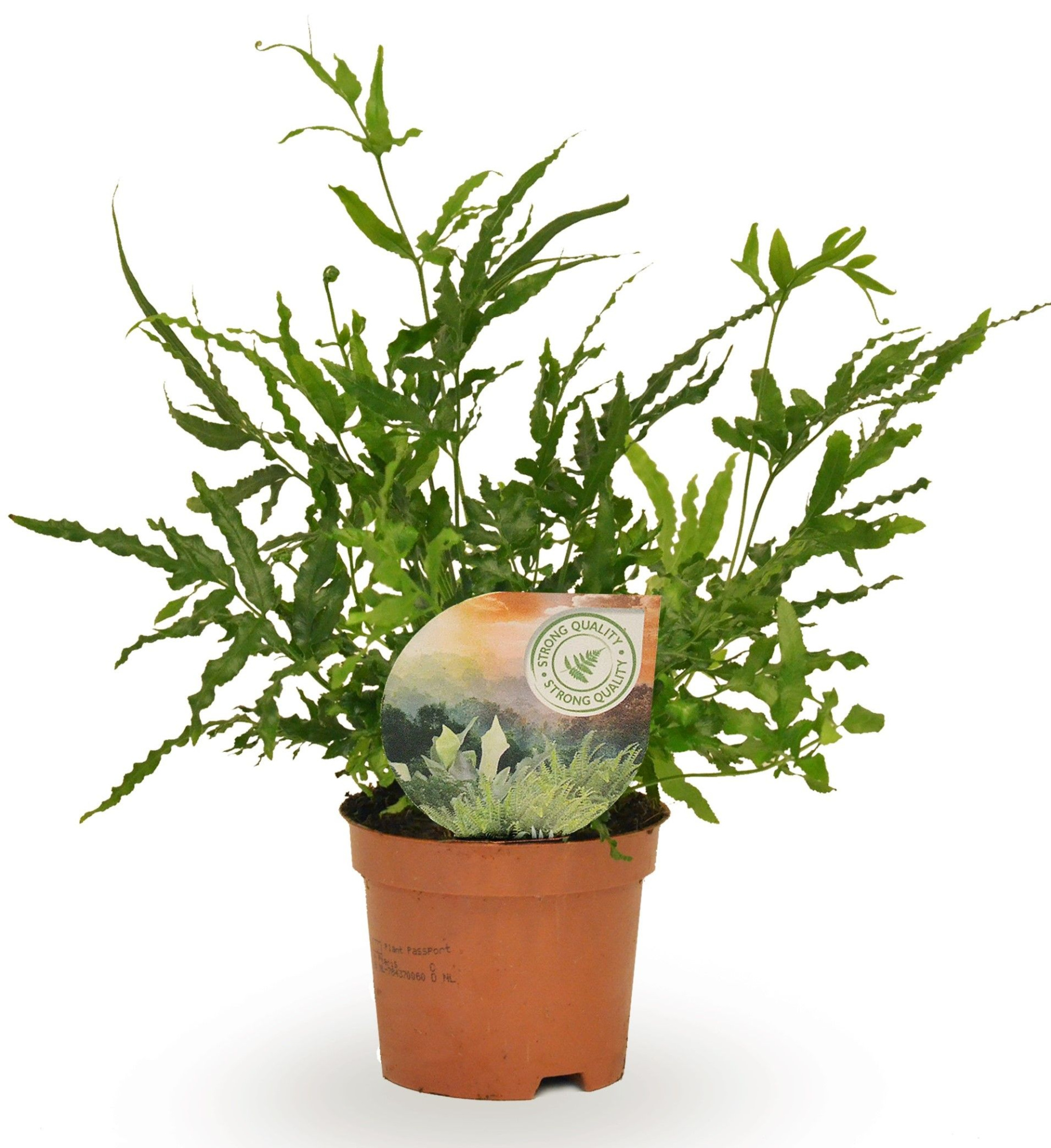 Pteris evergreen, D 9