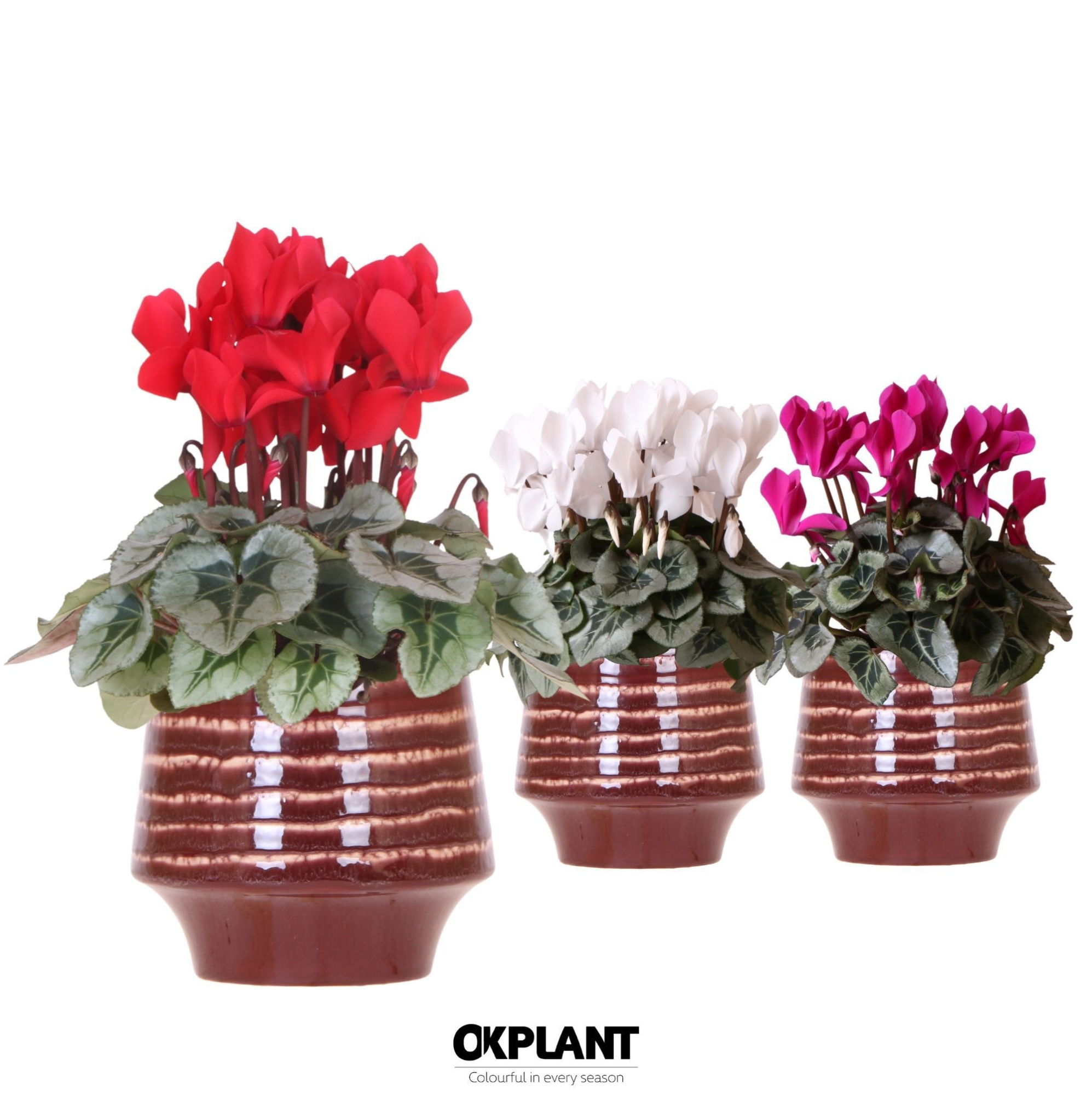 Cyclamen mix in Moonstone pot red, D 12 cm