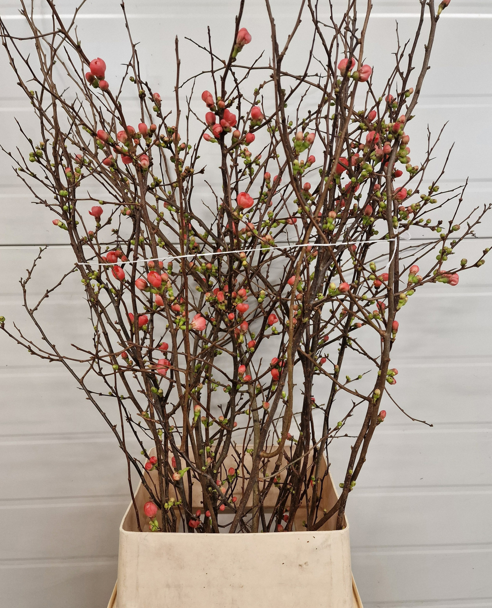 Хаеномелис Японика 110, шт.