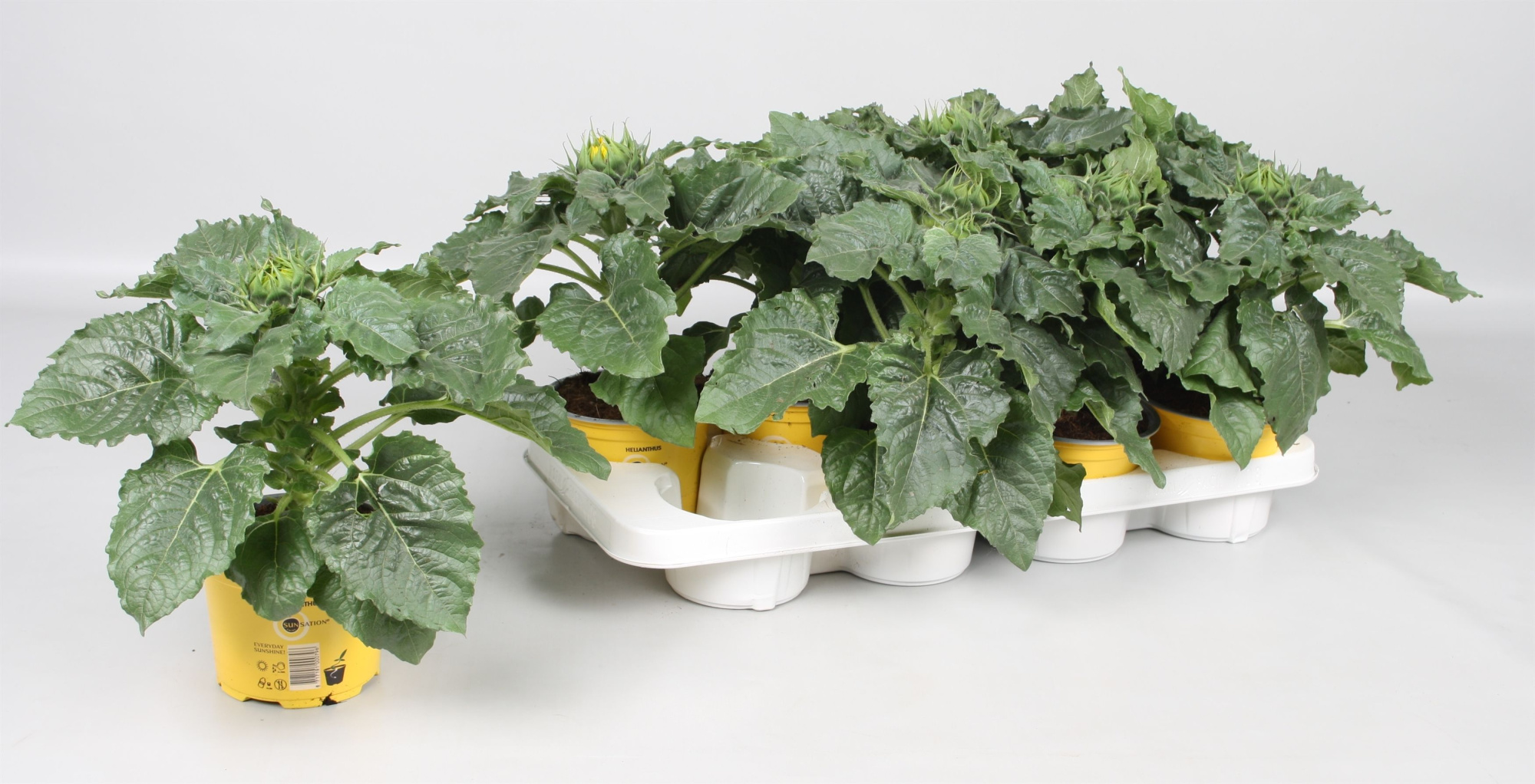 Helianthus stadium 0, D 13