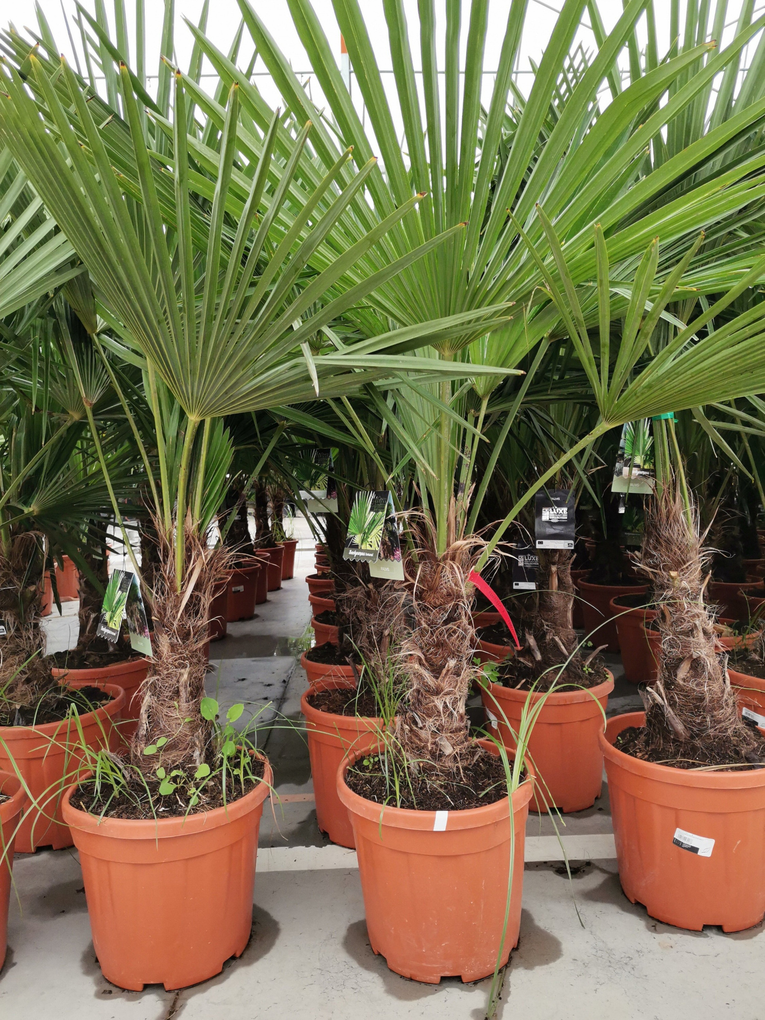 trachycarpus fortunei, D 26 cm