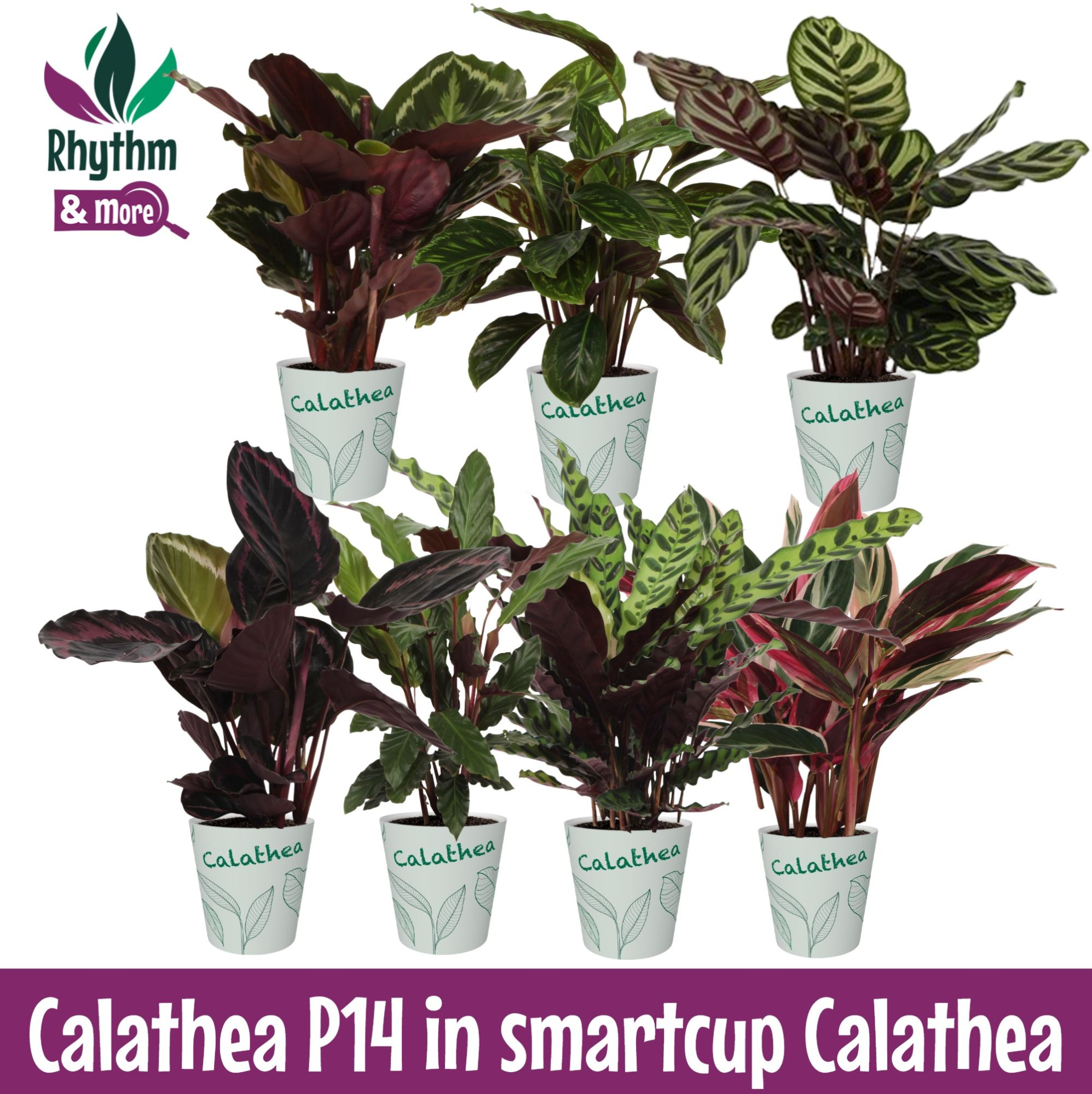 Calathea 14cm Gemengd in smartcup, D 14 cm