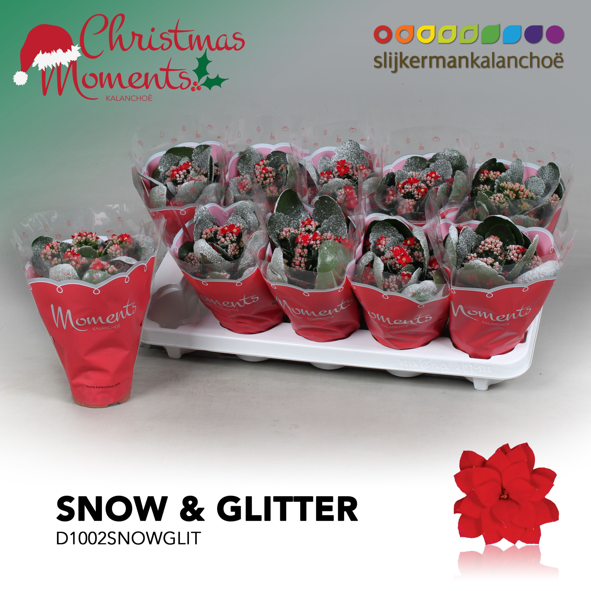 Kalanchoë Moments - Red with snow and glitter, D 10,5 cm