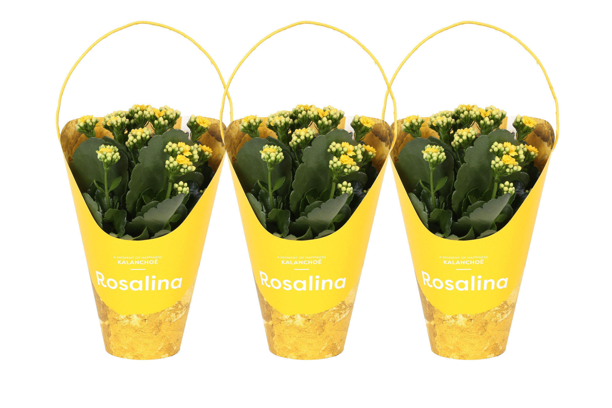 KP-858.1 GL - Kalanchoe Rosalina Geel 12cm in gele Giftskoker, D 12 cm