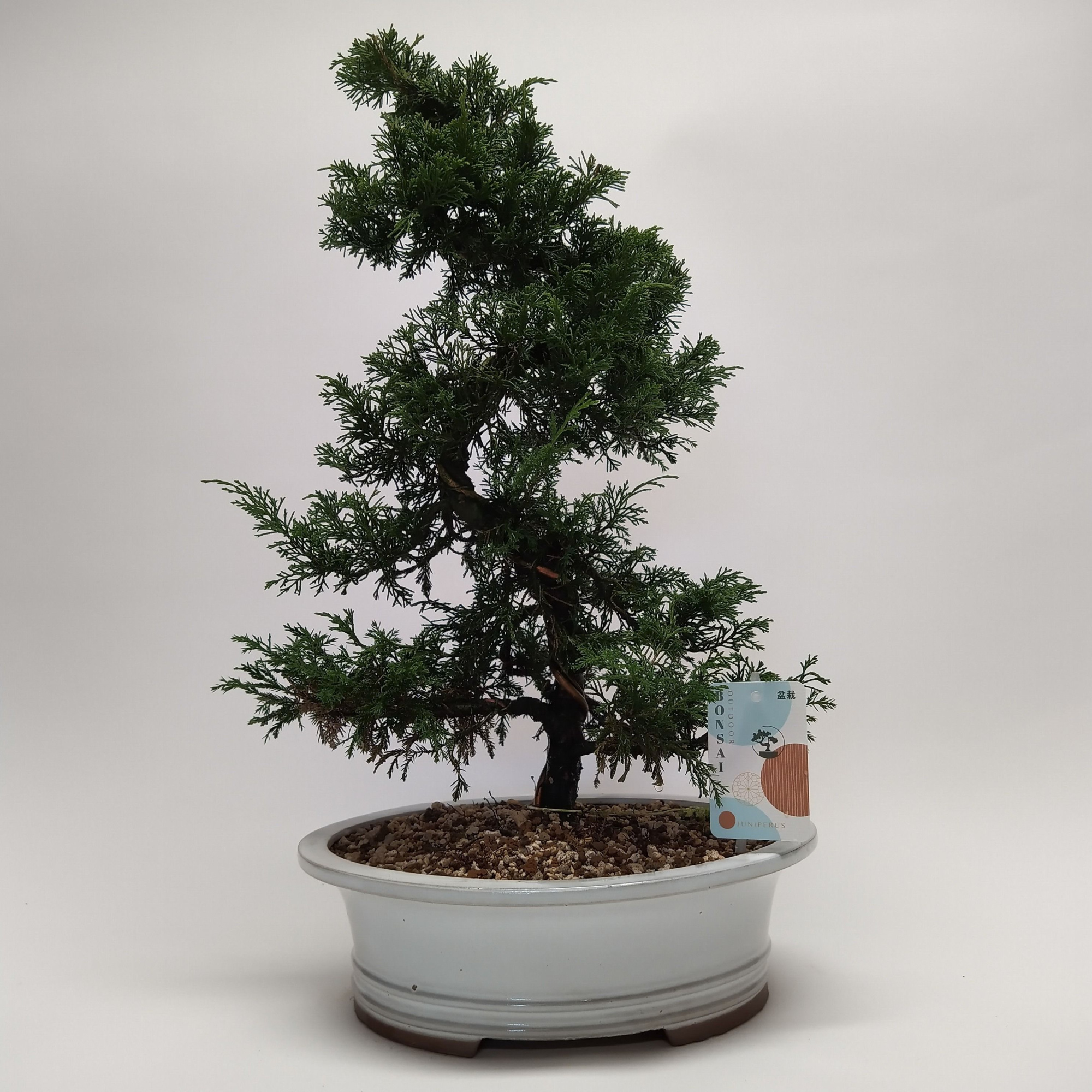 Juniperus Itoigawa S-shape Bonsai 30 cm (herkomst: Japan), D 30 cm