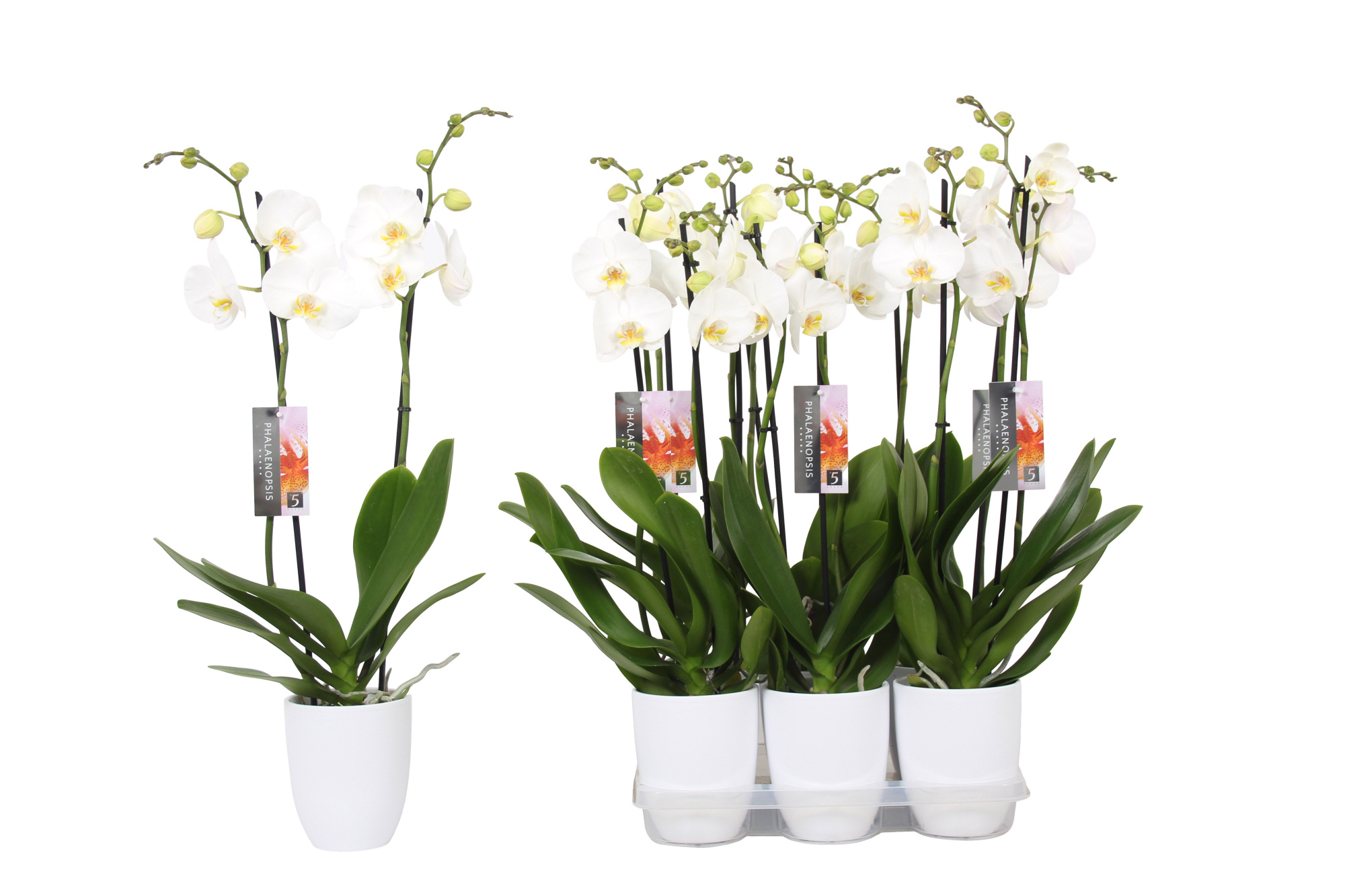 Phalaenopsis White, 2-spike White Ceramics, D 12 cm