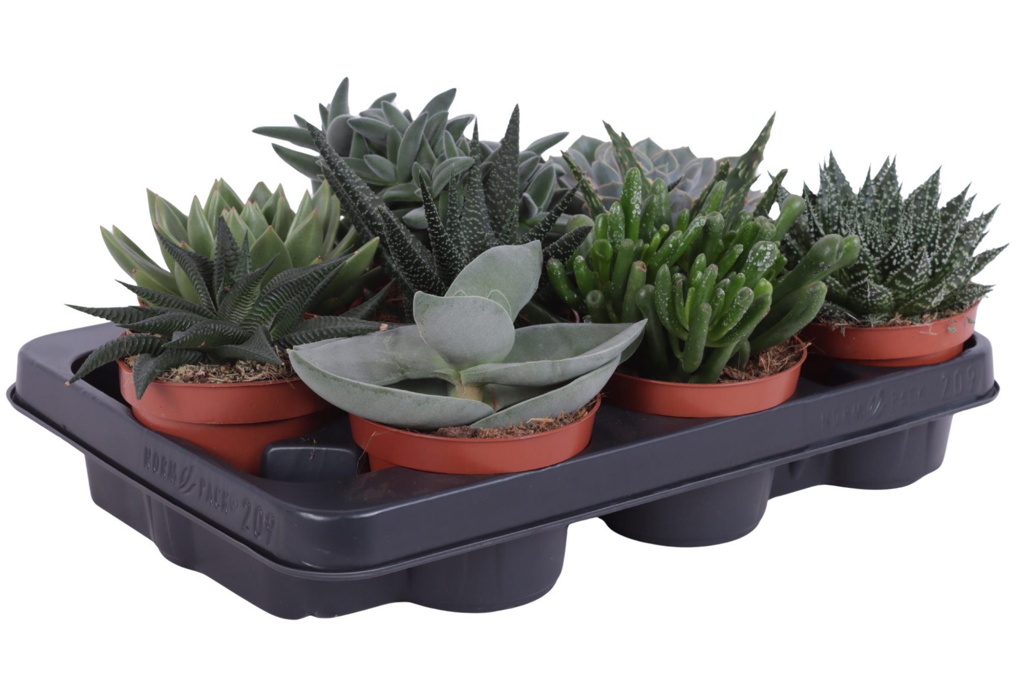 Succulenten mix 10,5 cm, D 10,5