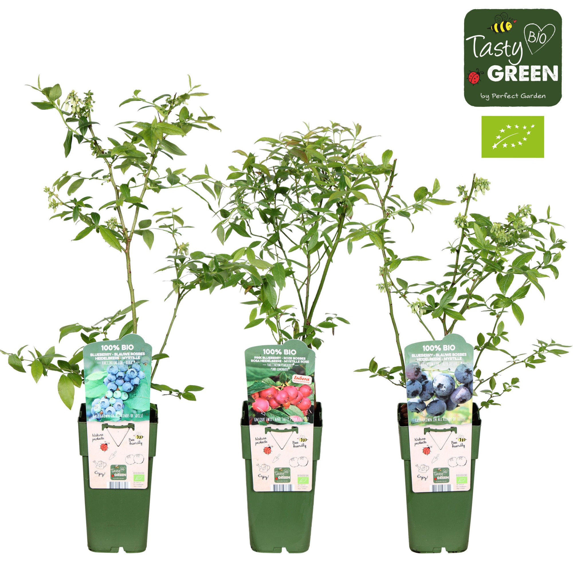 Vaccinium mix laag bio P15, D 15 cm