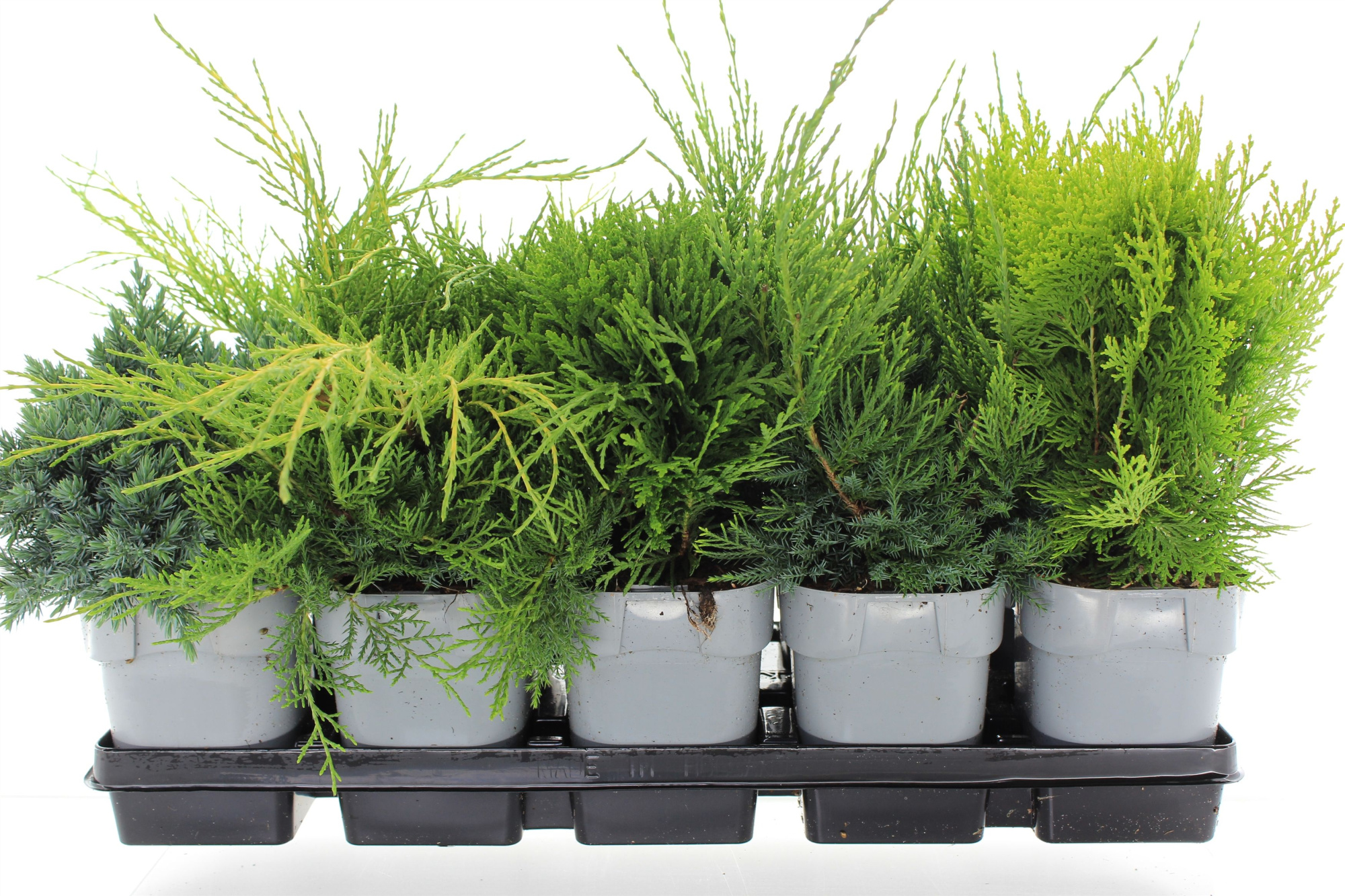 Coniferen mix 1 liter pot, D 12