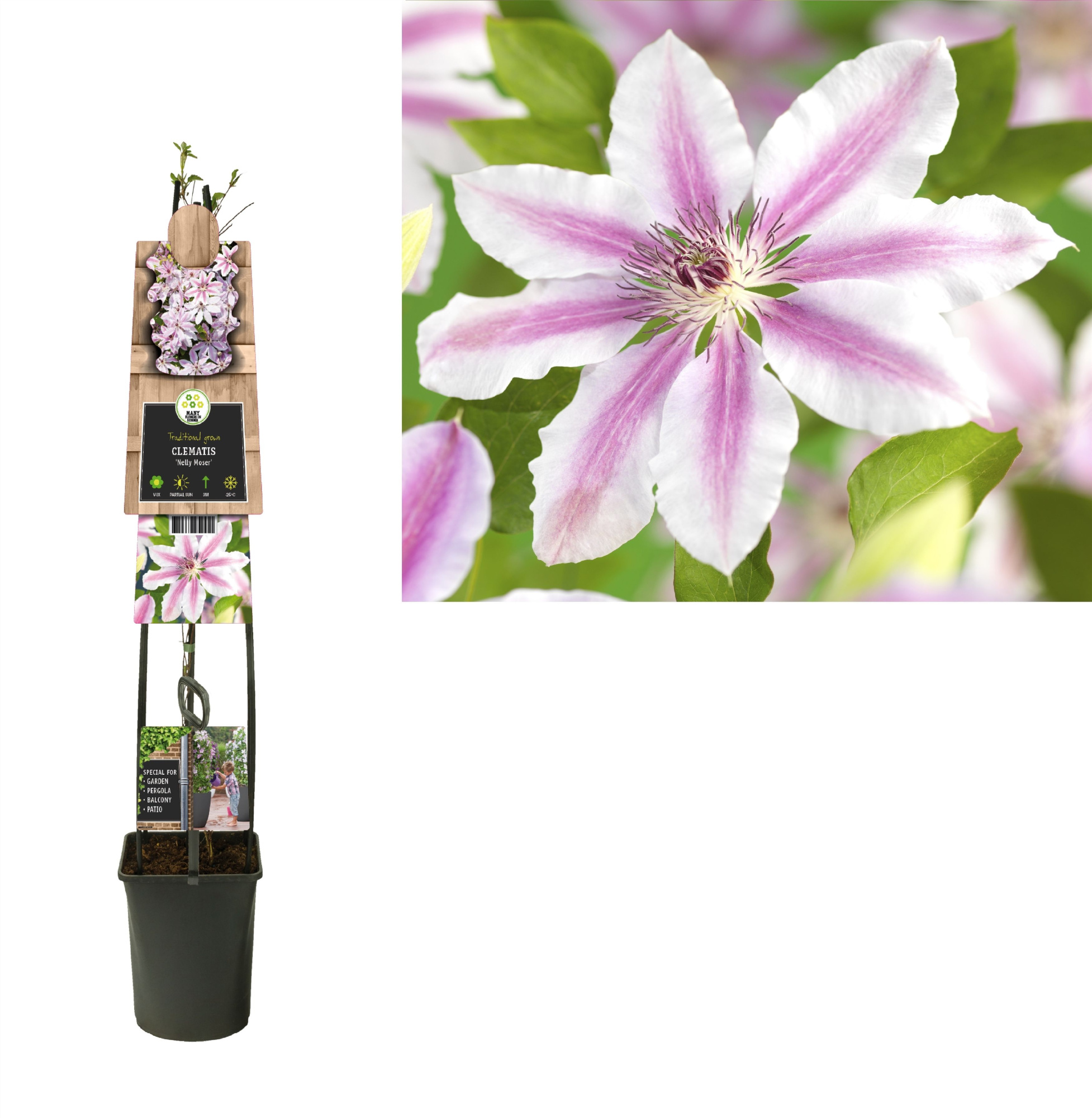Clematis 'Nelly Moser' +3.0 label, D 23