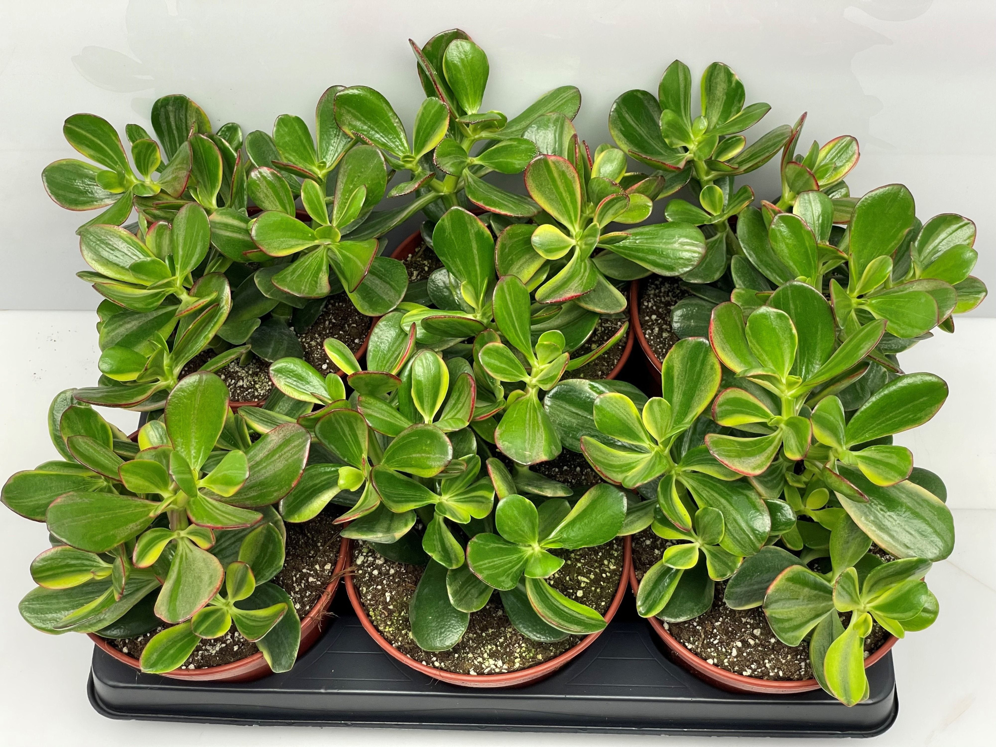 227 Crassula sunset 15, D 15 cm