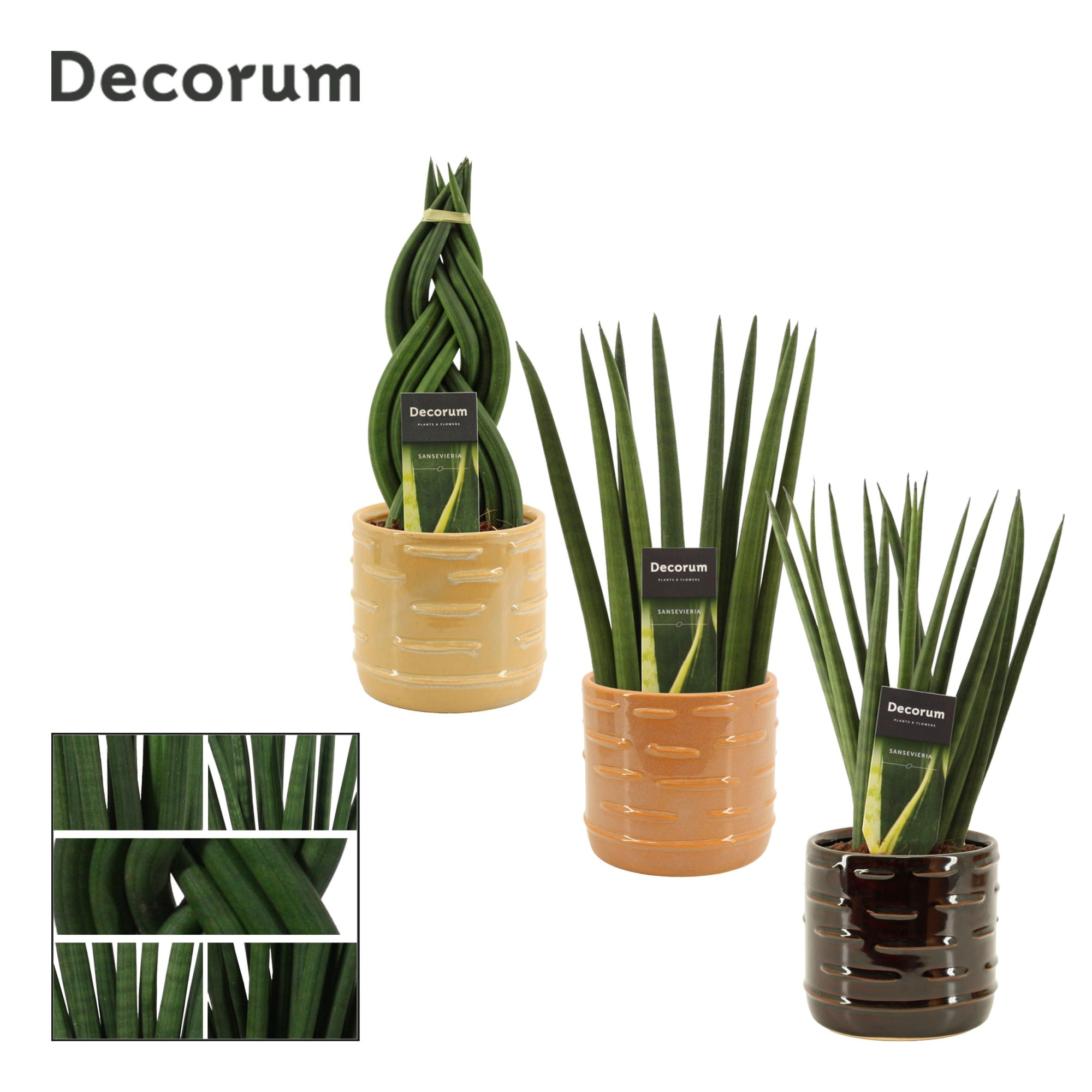 Sansevieria cylindrica 12 cm mix in Lois (Deco-collection), D 12 cm