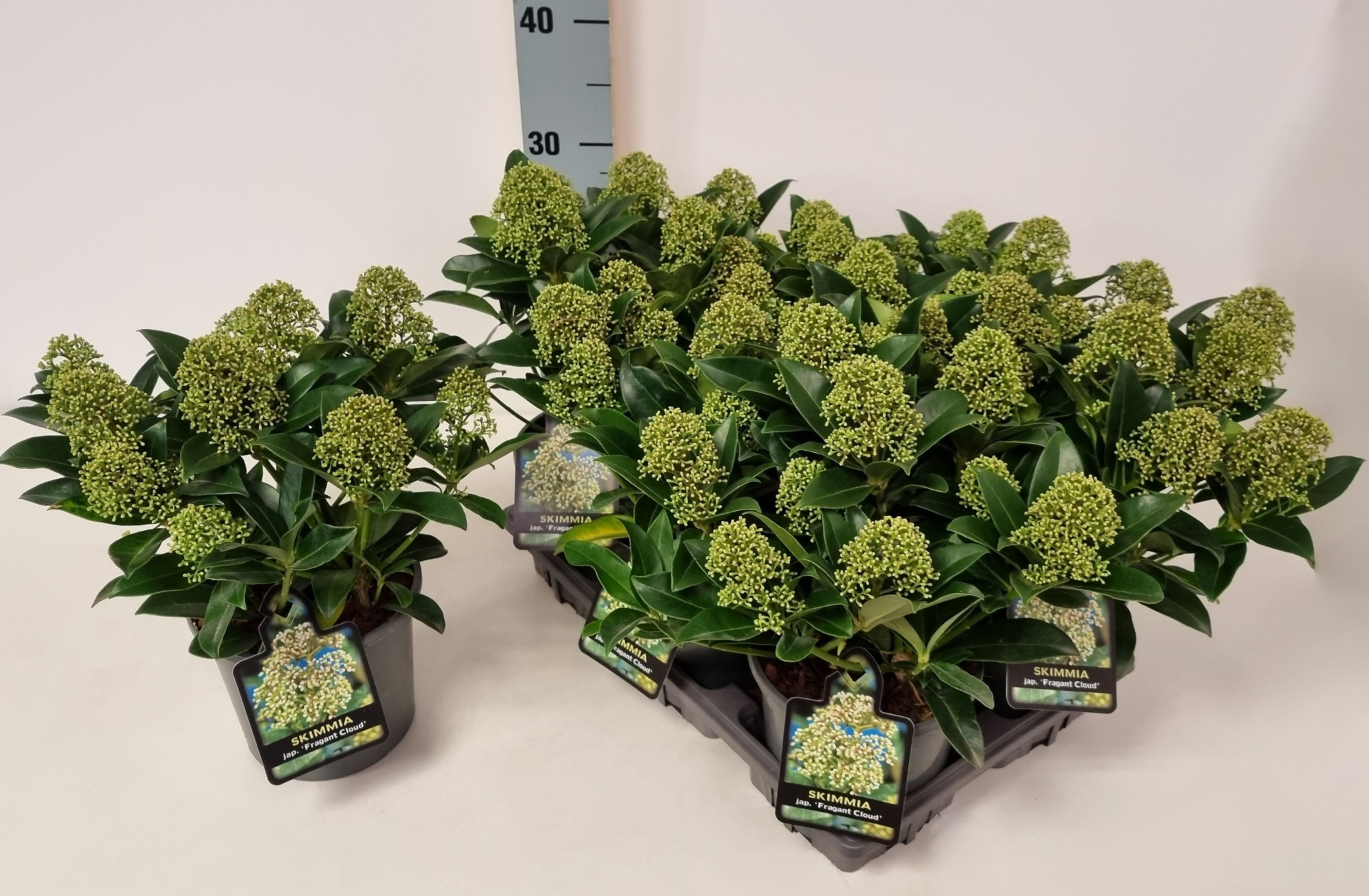 Skimmia jap. 'Fragrant Cloud' P15, D 15 cm