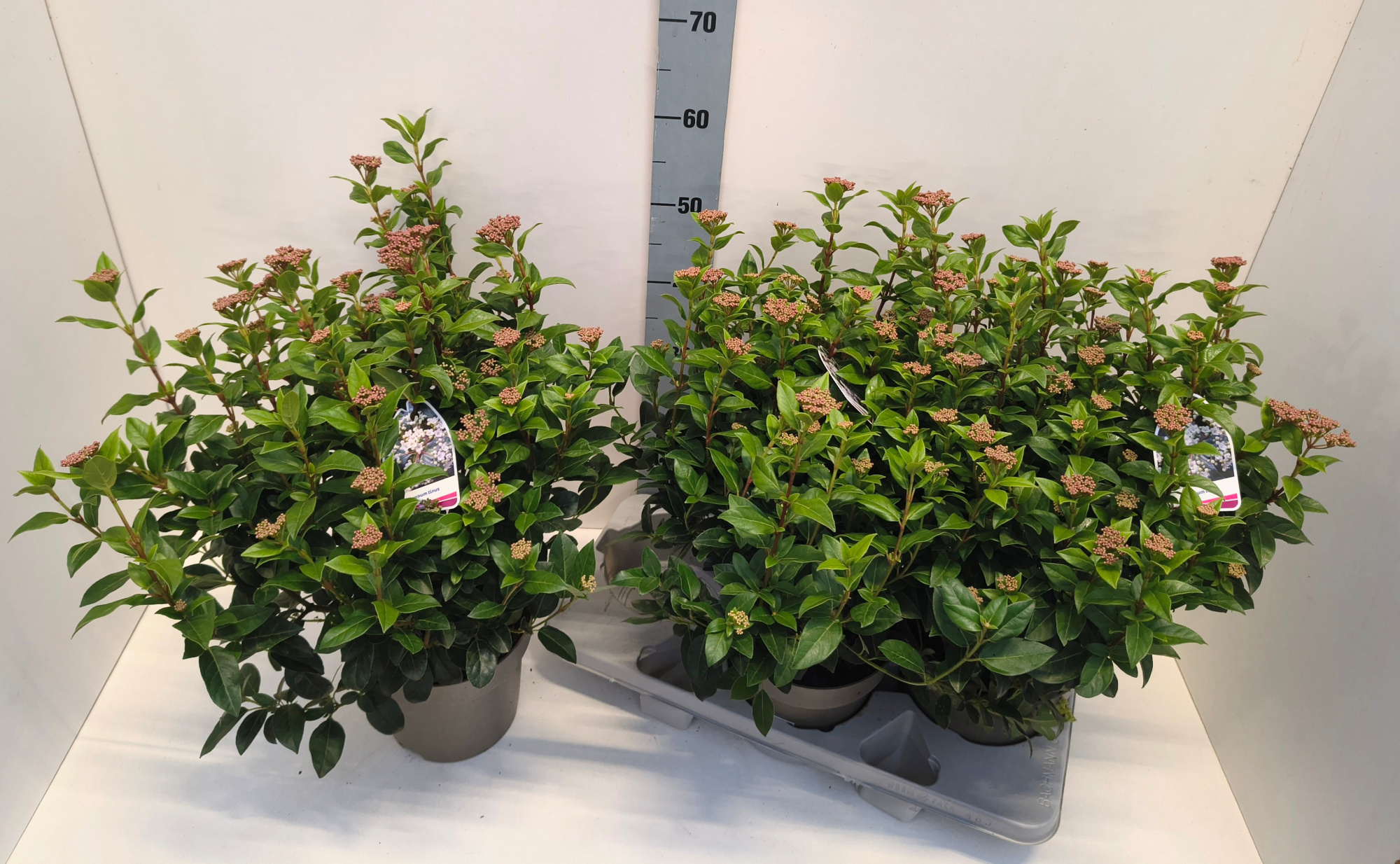 Viburnum tinus 19T, D 19