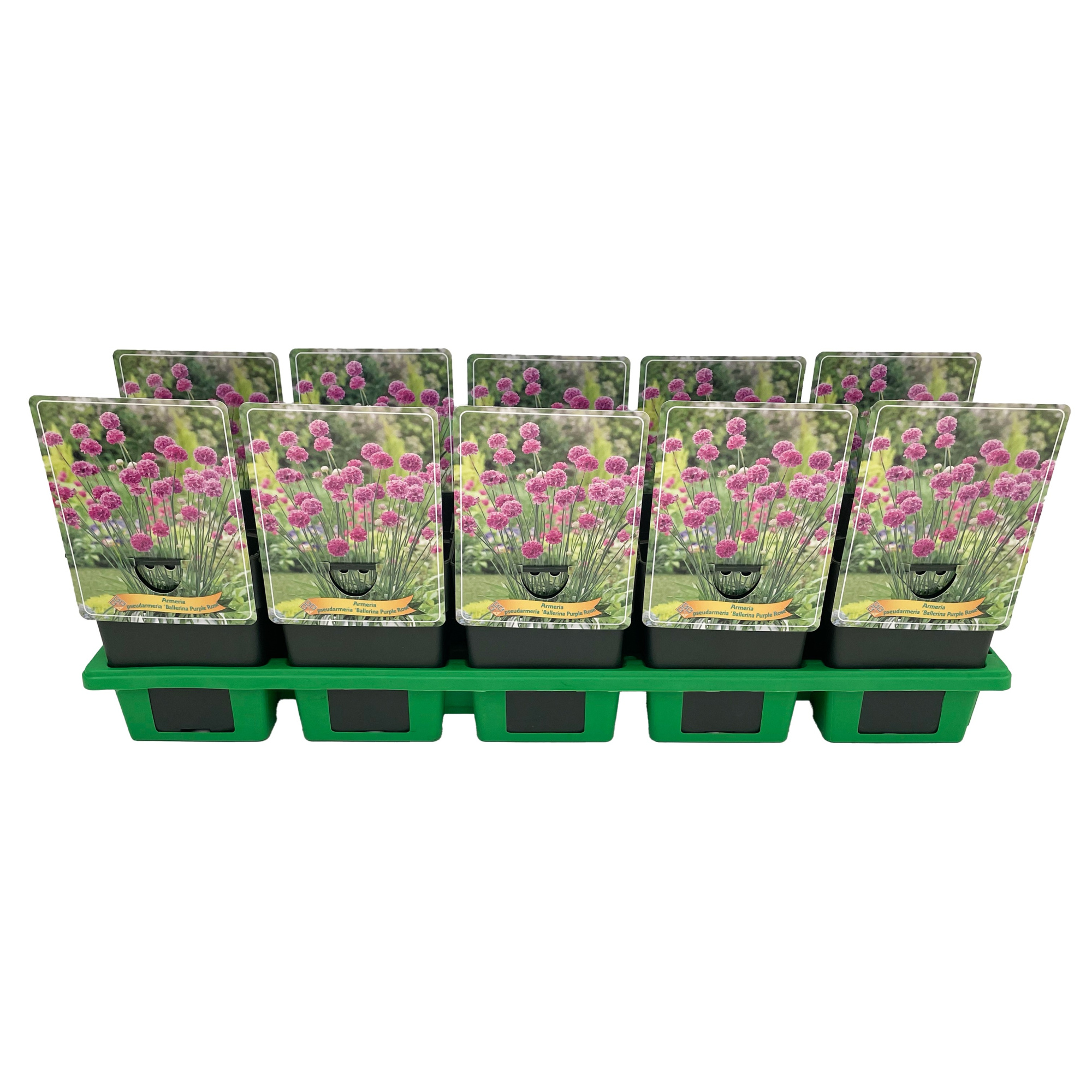 Armeria pseudarmeria 'Ballerina Purple Rose' P11, D 11 cm