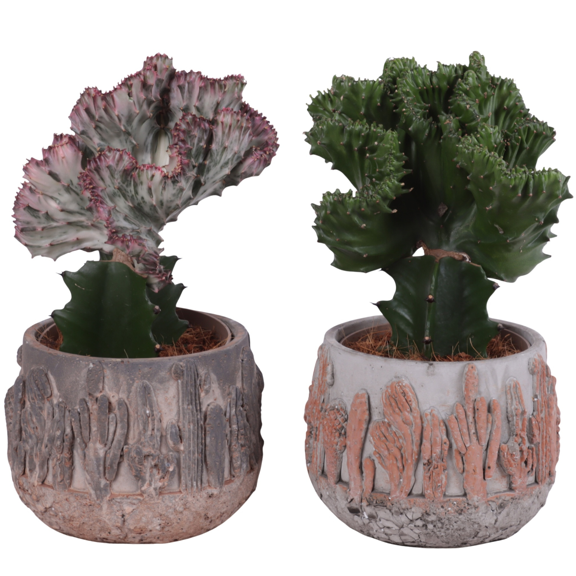 Cactus mix Euphorbia l. Ø12cm in Ø16cm in Tacana Ceramic Pot, D 16