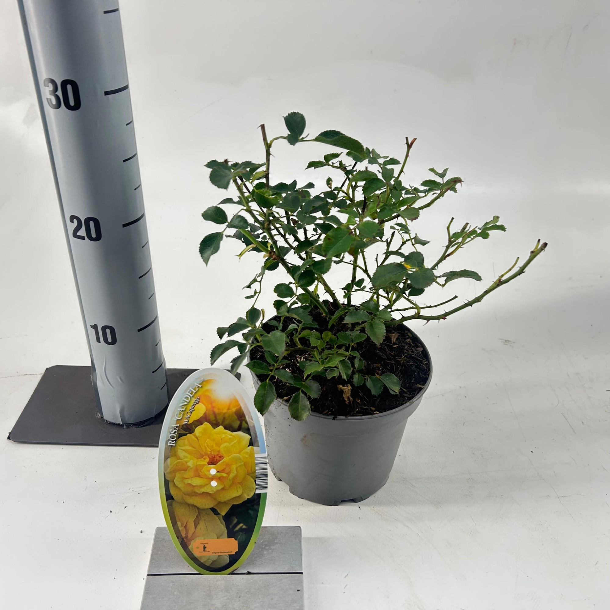 Rosa (T) 'Candella', D 15