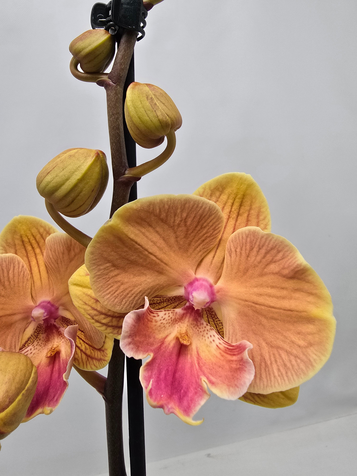 Limited 42 week 3, D 12