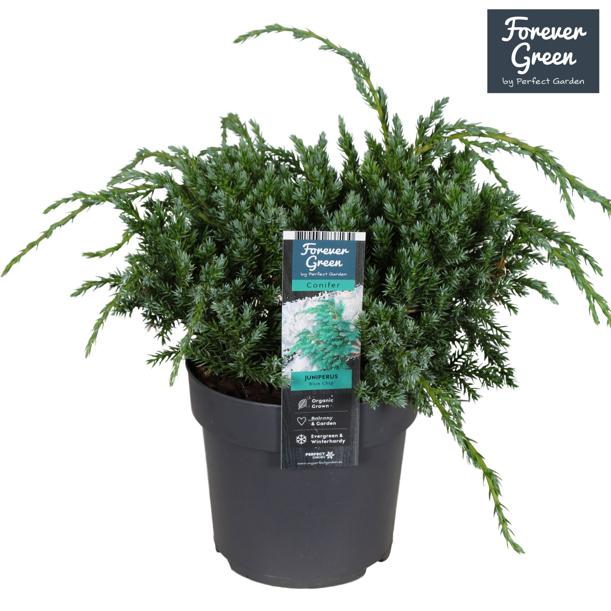 Juniperus horizontalis 'Blue Chip' P14, D 14 cm