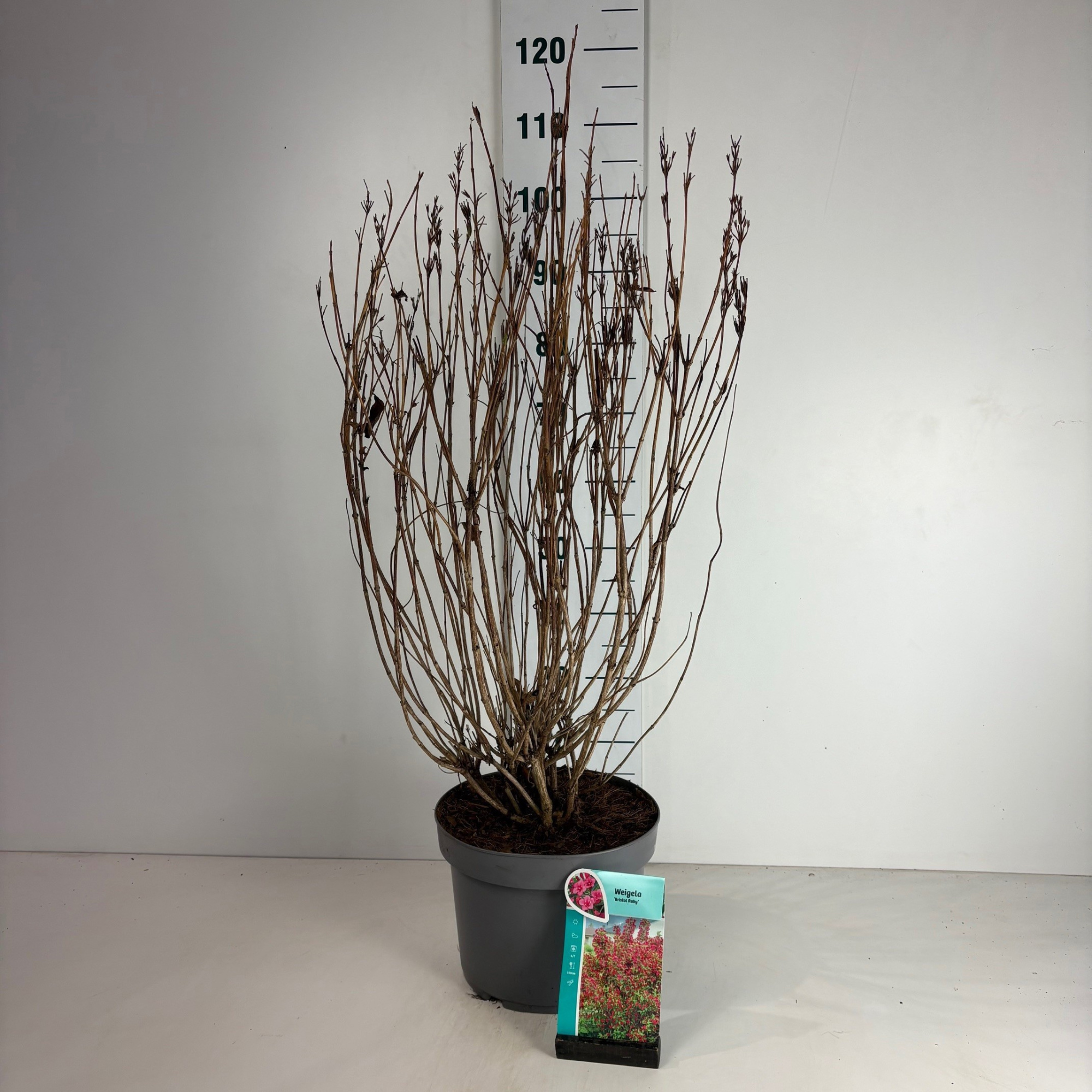 Weigela Bristol Ruby, D 29